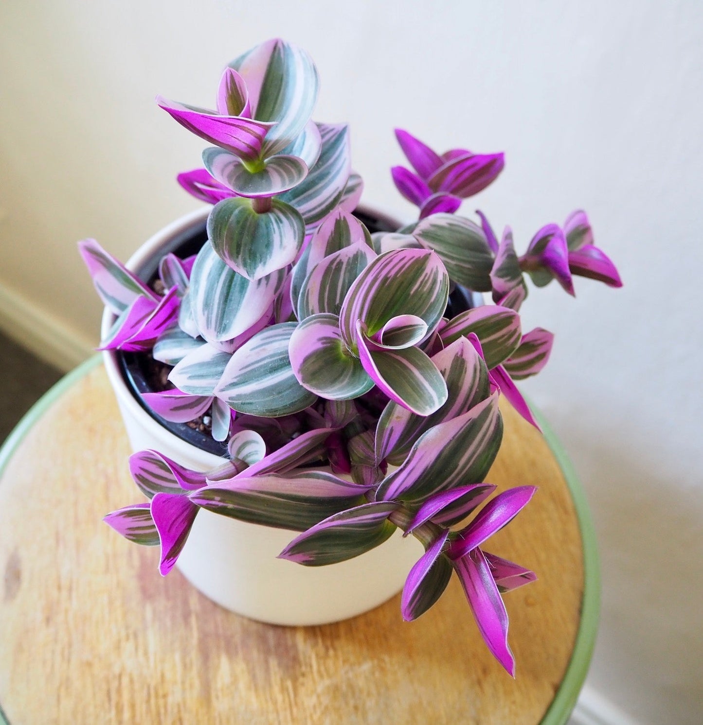 Tradescantia Nanouk Cuttings – 3-4 Inch Pink Variegated Houseplant Propagation Unrooted Wandering Jew