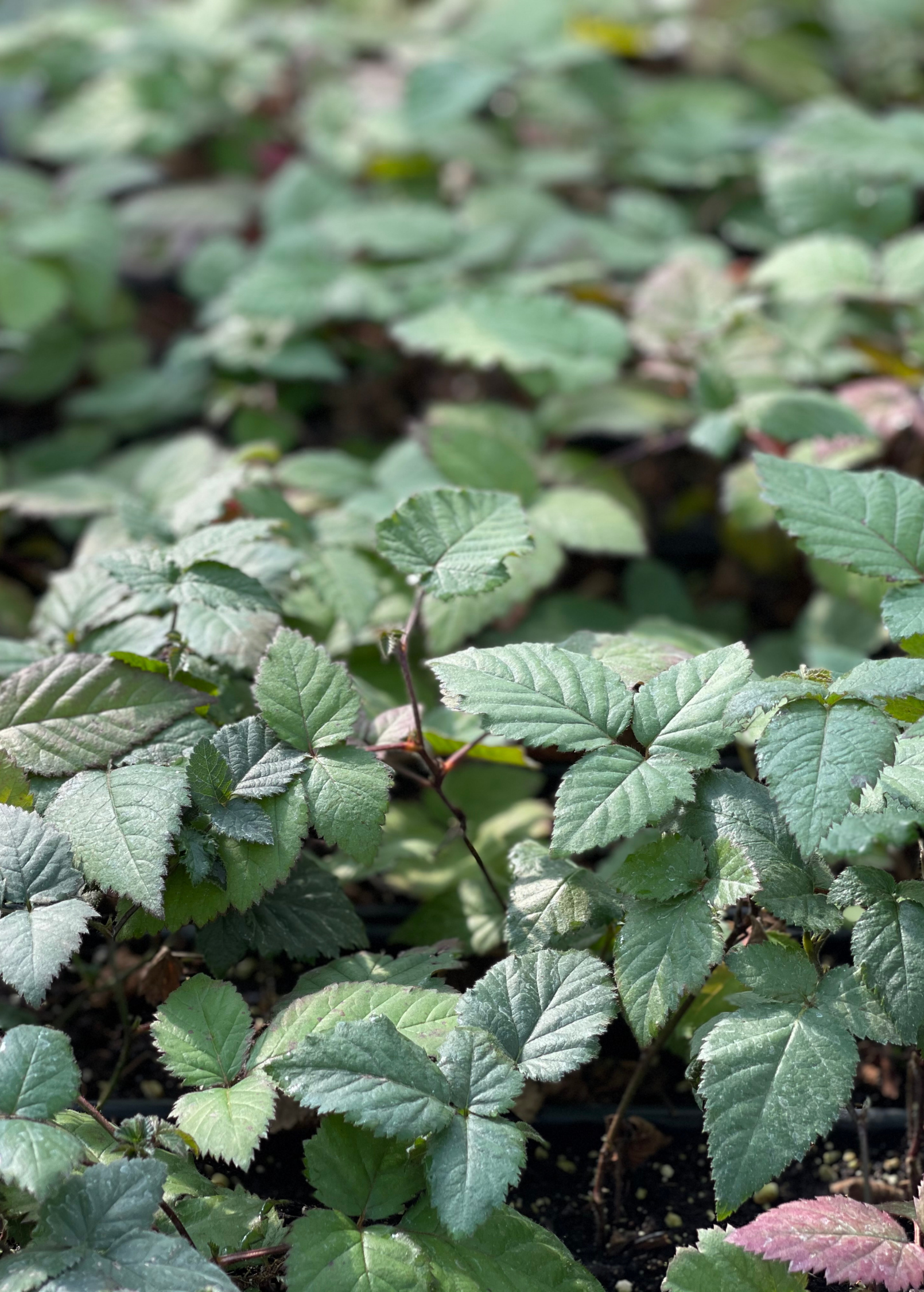 Blackberry Thornless 'Natchez' Semi-Erect Fruit Plant – Early-Ripening, Large Elongated Berries, Rich Flavor, Rubus