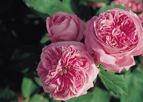 French Rose Cuttings 6–8" Heirloom Fragrant Rose Variety Propagation Starter Stems