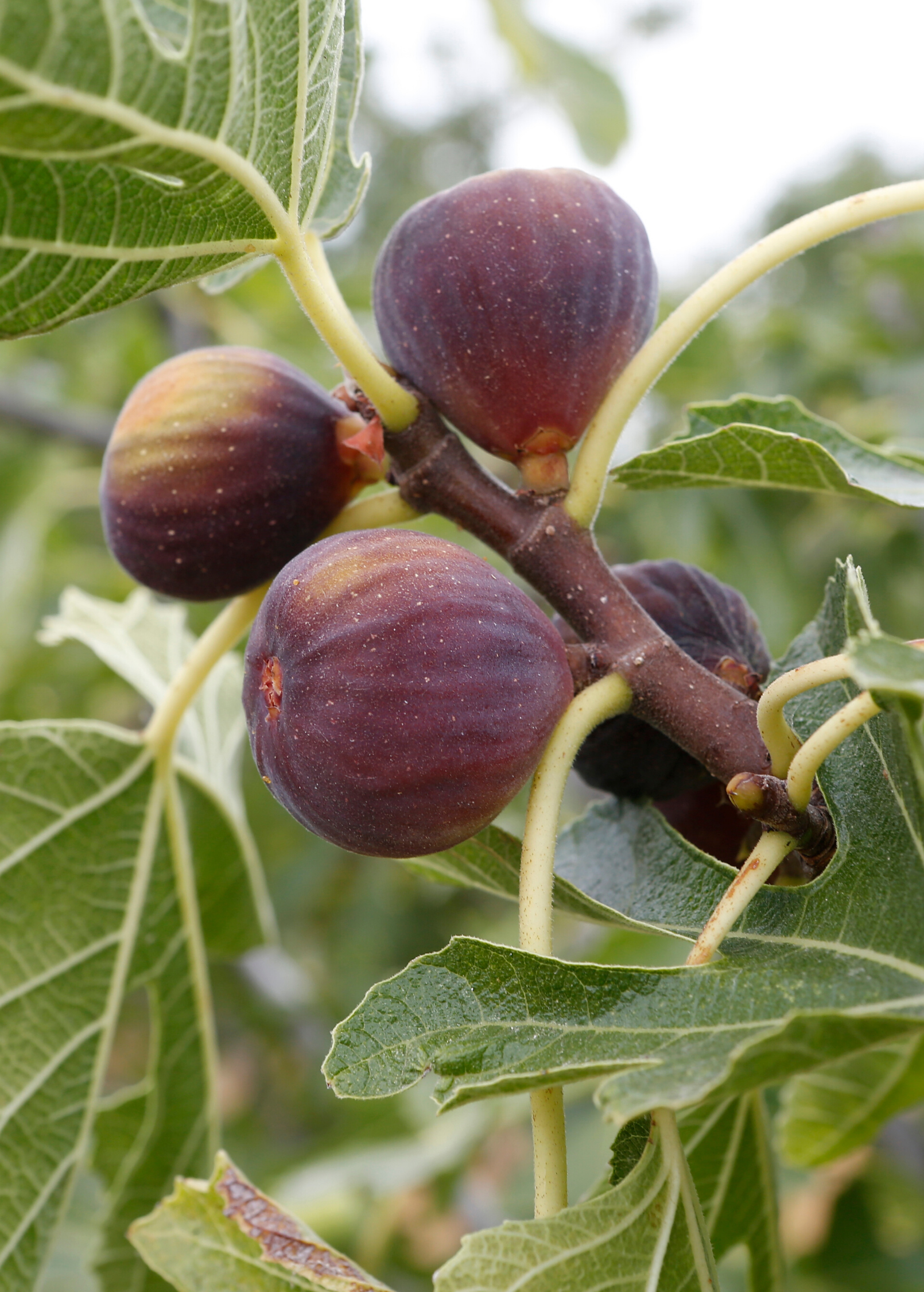 Fig Tree - Cold-Hardy Olympian Ficus carica with Sweet Juicy Figs for Cooler Climates