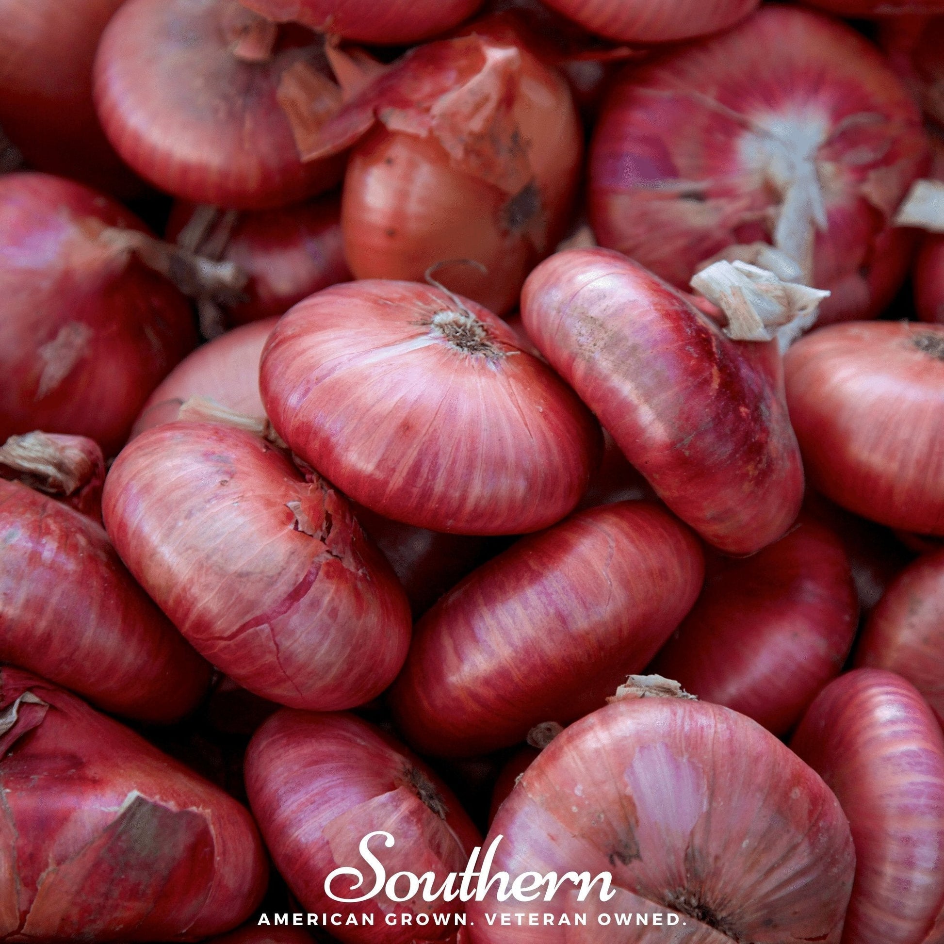 Red Cipollini Onion Seeds – Heirloom Non-GMO, Sweet Flavor, Allium fistulosum, 100 Seeds