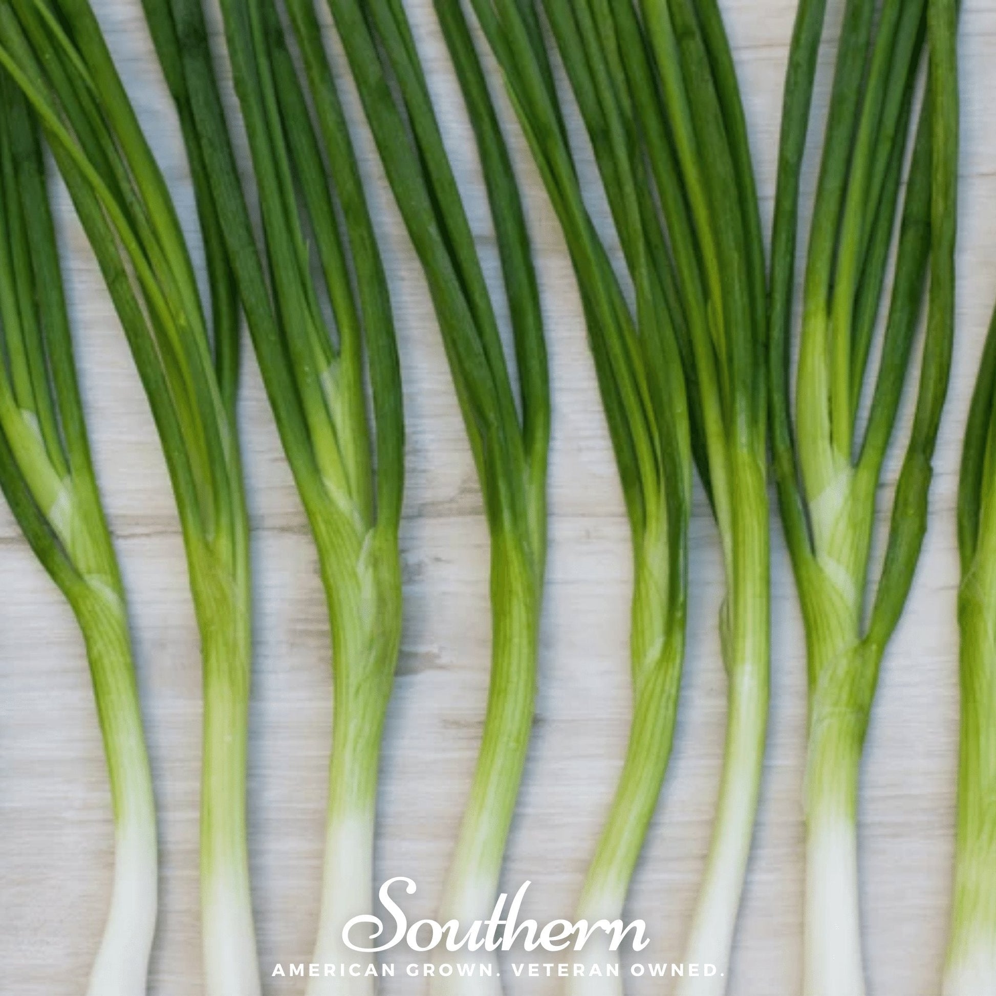 Evergreen Bunching Onion Seeds | Heirloom Allium Fistulosum for Fresh Green Onions & Continuous Harvest