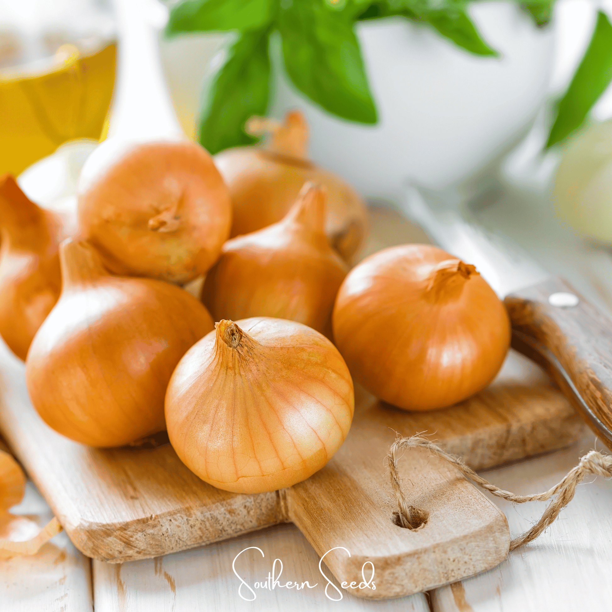 Texas Grano Early Onion Seeds – Allium cepa, Heirloom, Non-GMO, Open Pollinated, American Grown, Sweet and Mild Flavor, 200 Seeds