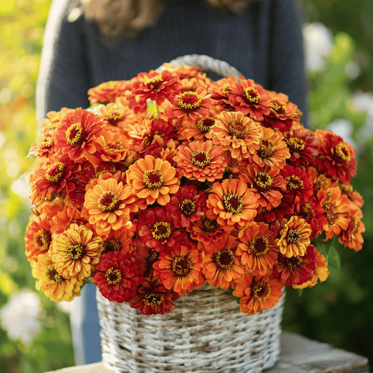 Oriole Zinnia Seeds – 50 Heirloom, Open Pollinated, Bright Orange & Red Blooms, Butterfly & Bee Attractant, 30-Inch Stems