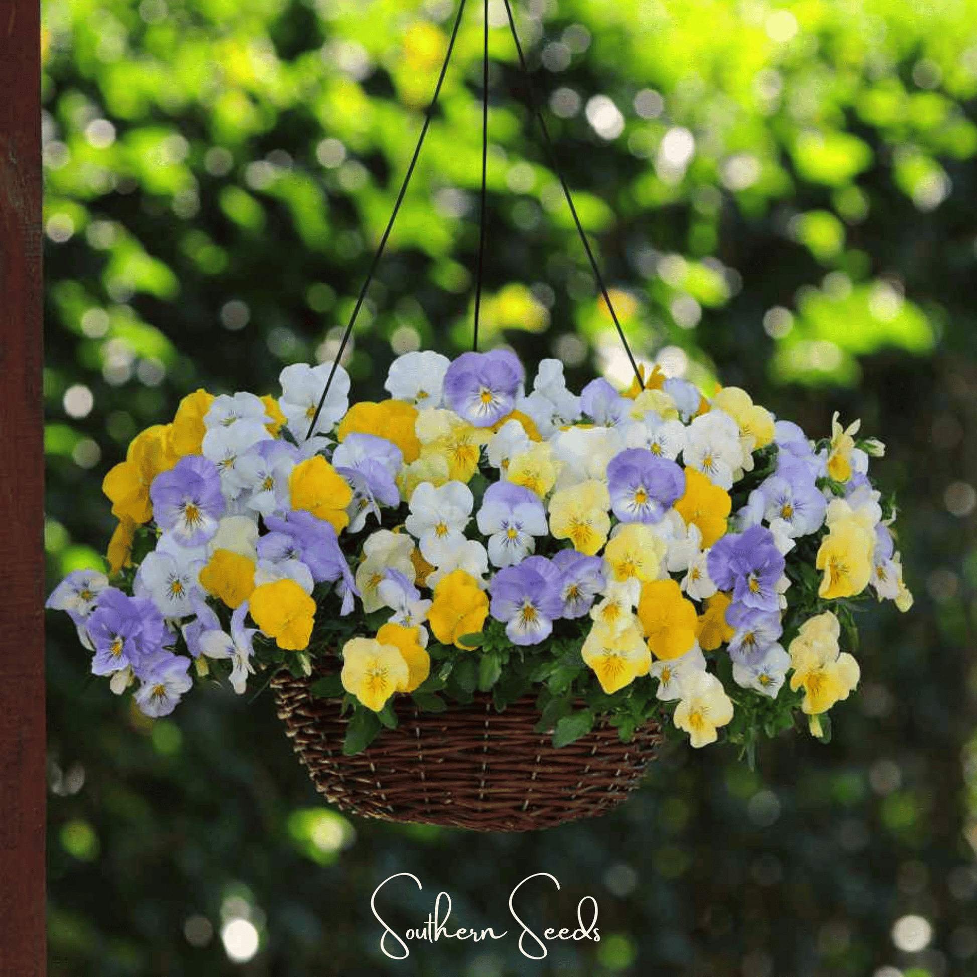 Pastel Pansy Seeds, Garden Flower, 100 Seeds, Viola tricolor var. hortensis