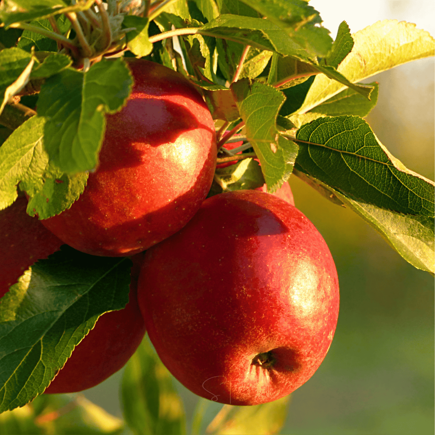 Paradise Apple Tree Seeds – Heirloom Malus pumila, Pink & White Blossoms, Open Pollinated, Non-GMO, 25 Seeds