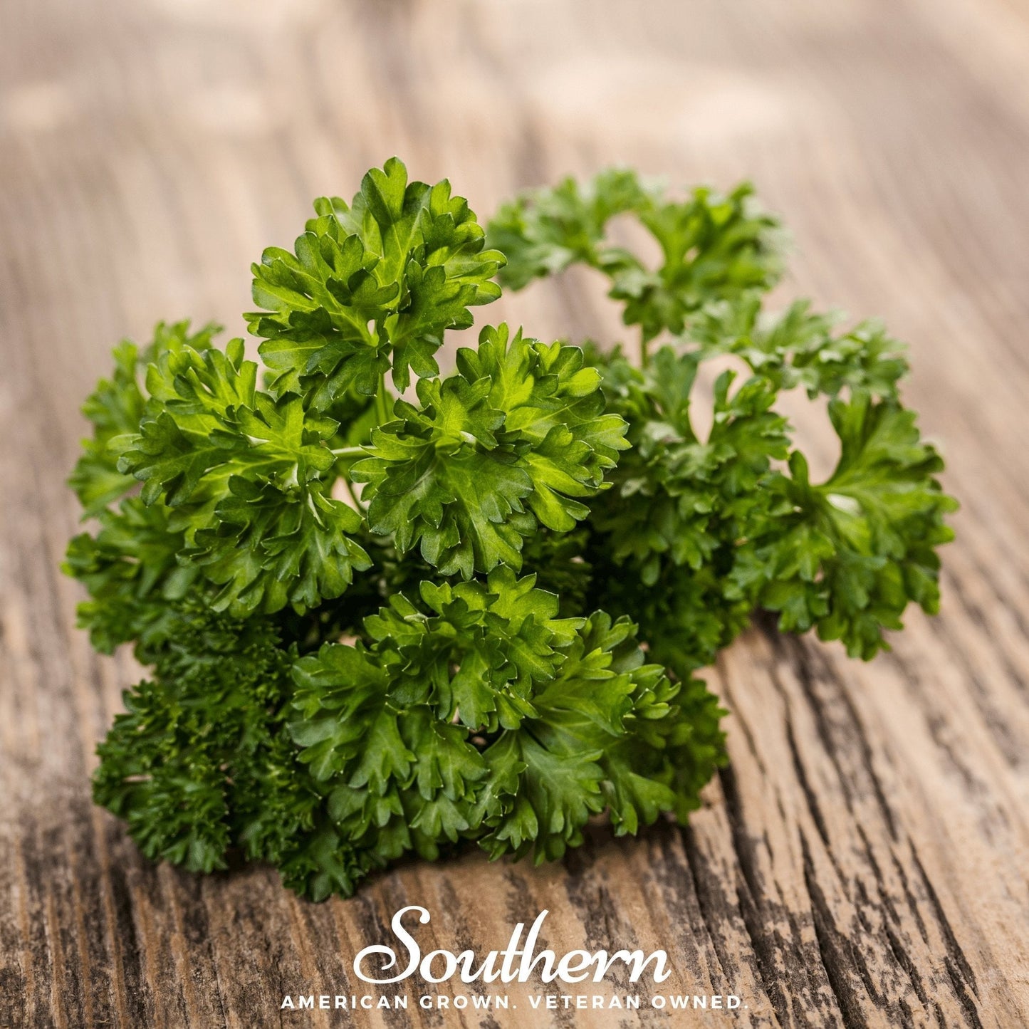 Evergreen Parsley Seeds - 200 Non-GMO Heirloom Herb for Cooking & Garnish - USDA Zones 3-12