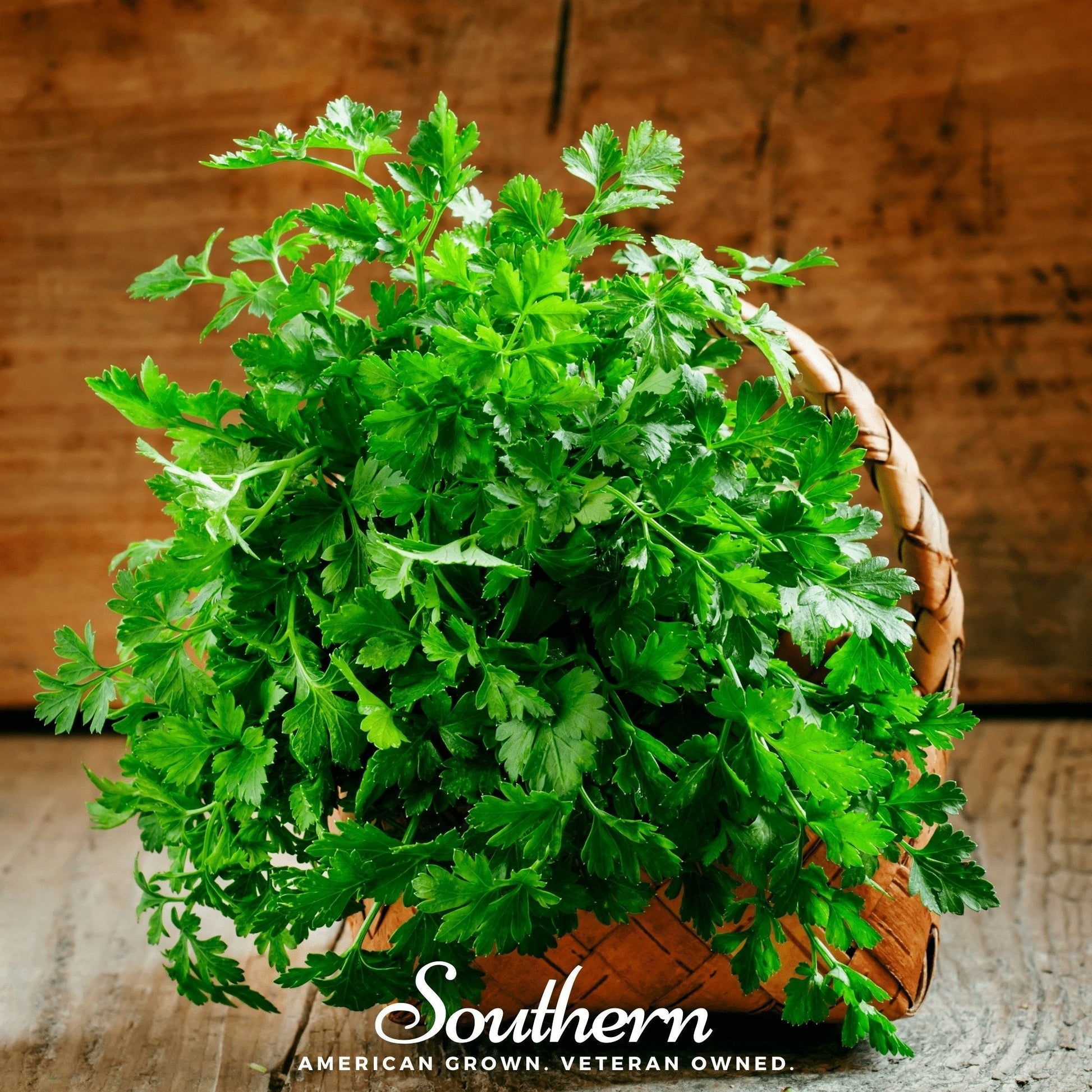 Italian Flat Leaf Parsley Seeds – Heirloom, Non-GMO, 200 Seeds, Culinary Herb, Petroselinum crispum