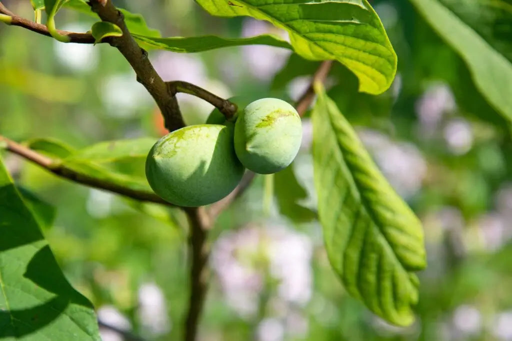 2 Pawpaw Trees (Asimina triloba) Bare Root Seedlings 6-12” | Cold Hardy Native American Fruit Trees