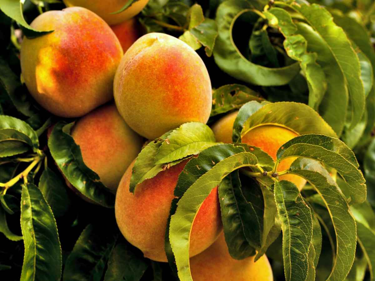 6 Organic Yellow Peach Tree Cuttings | Unrooted Prunus persica for Home Orchard