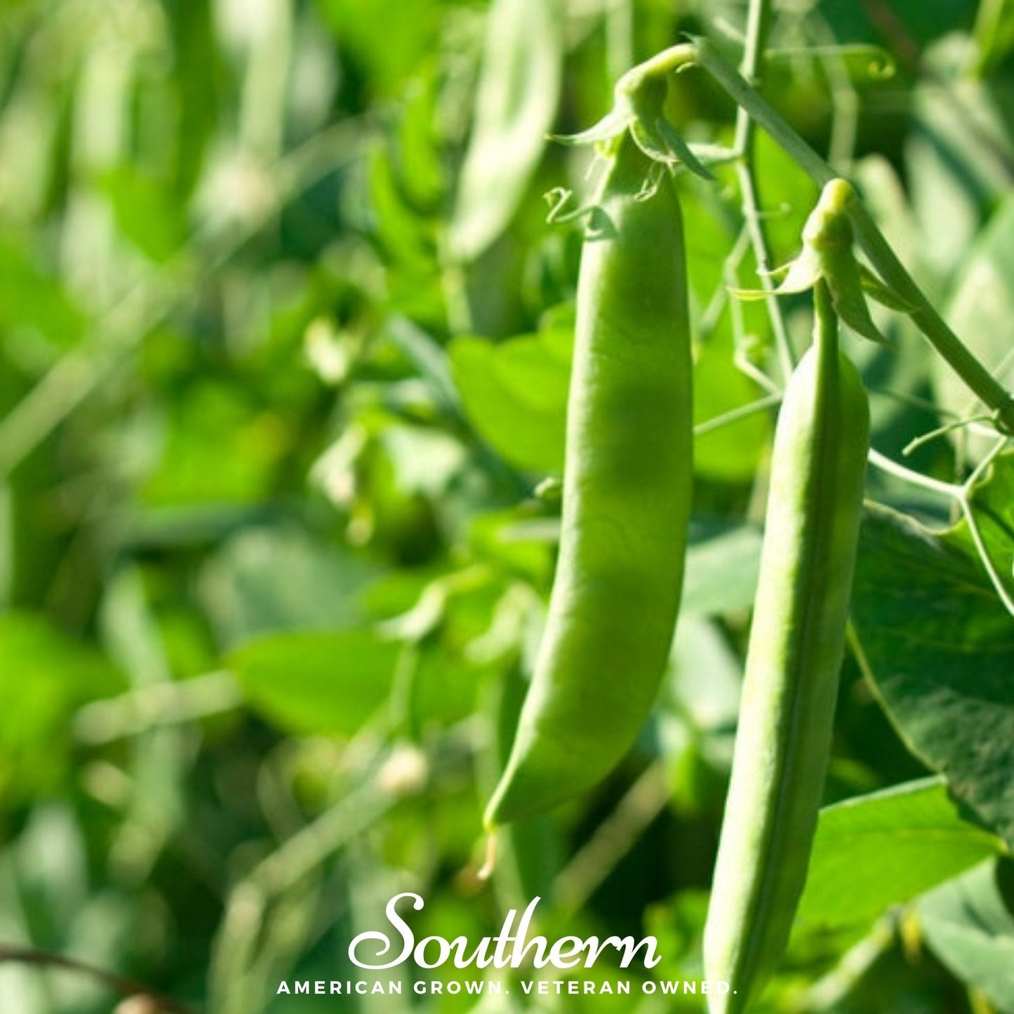 Green Arrow Peas Seeds – Heirloom, Open Pollinated, 25 Non-GMO Pisum sativum, Cool-Season, High-Yield, Compact Vines
