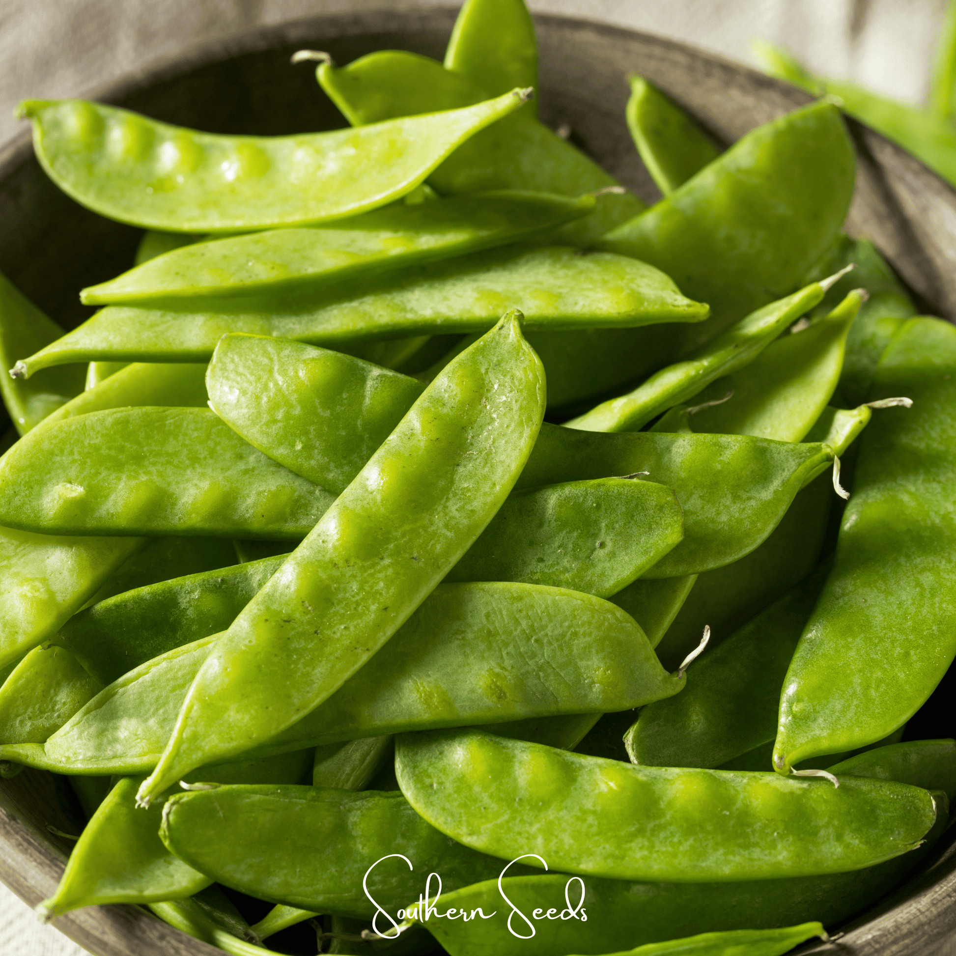 Oregon Sugar Pod II Snow Peas Seeds – Heirloom, Edible Pods, Cool-Season, Non-GMO, 25 Seeds