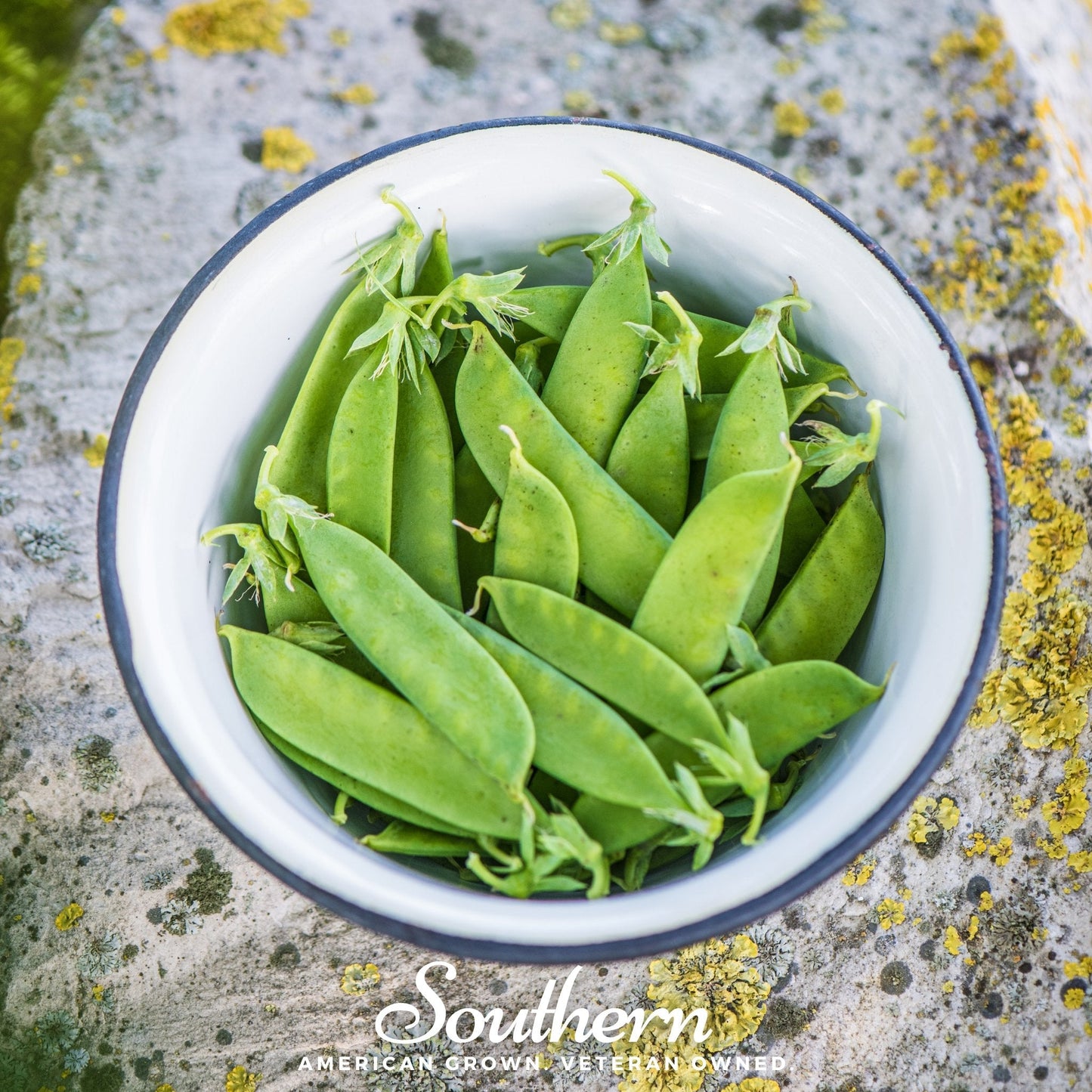 Sugar Daddy Snap Pea Seeds – Heirloom, Stringless, Sweet, Edible Pods, 20 Seeds, Cool-Weather, High-Yield, Open Pollinated, Non-GMO