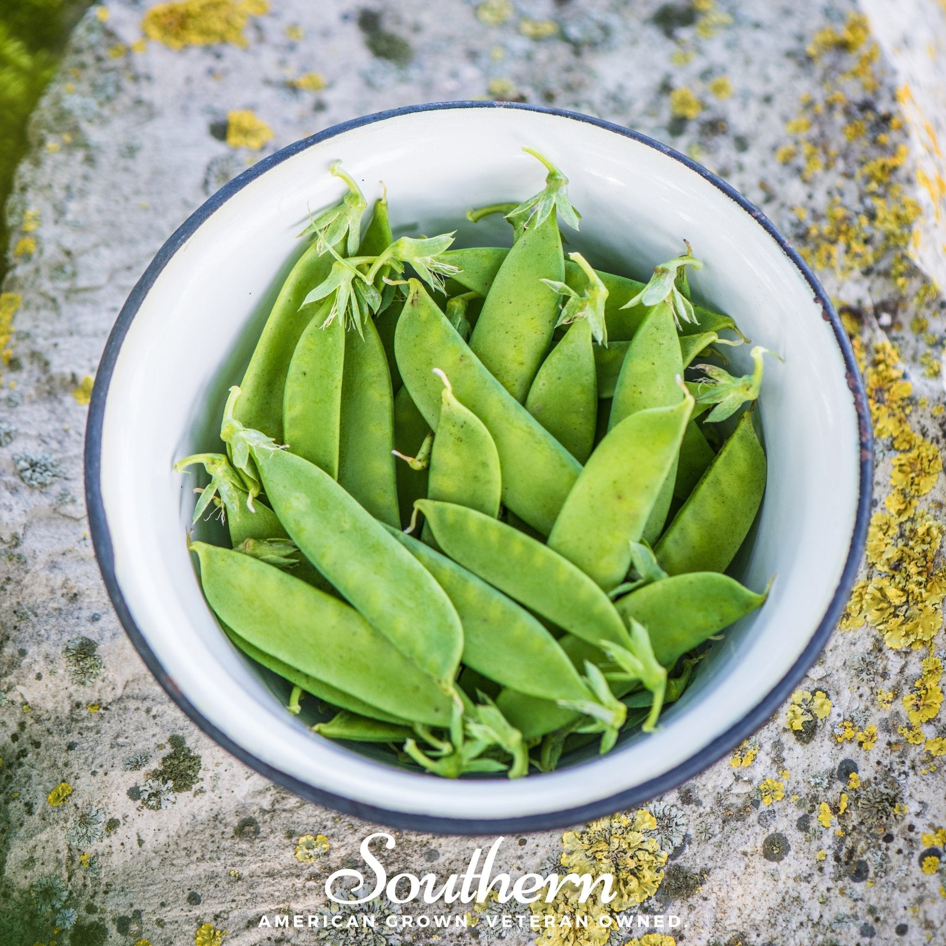 Sugar Daddy Snap Pea Seeds – Heirloom, Stringless, Sweet, Edible Pods, 20 Seeds, Cool-Weather, High-Yield, Open Pollinated, Non-GMO