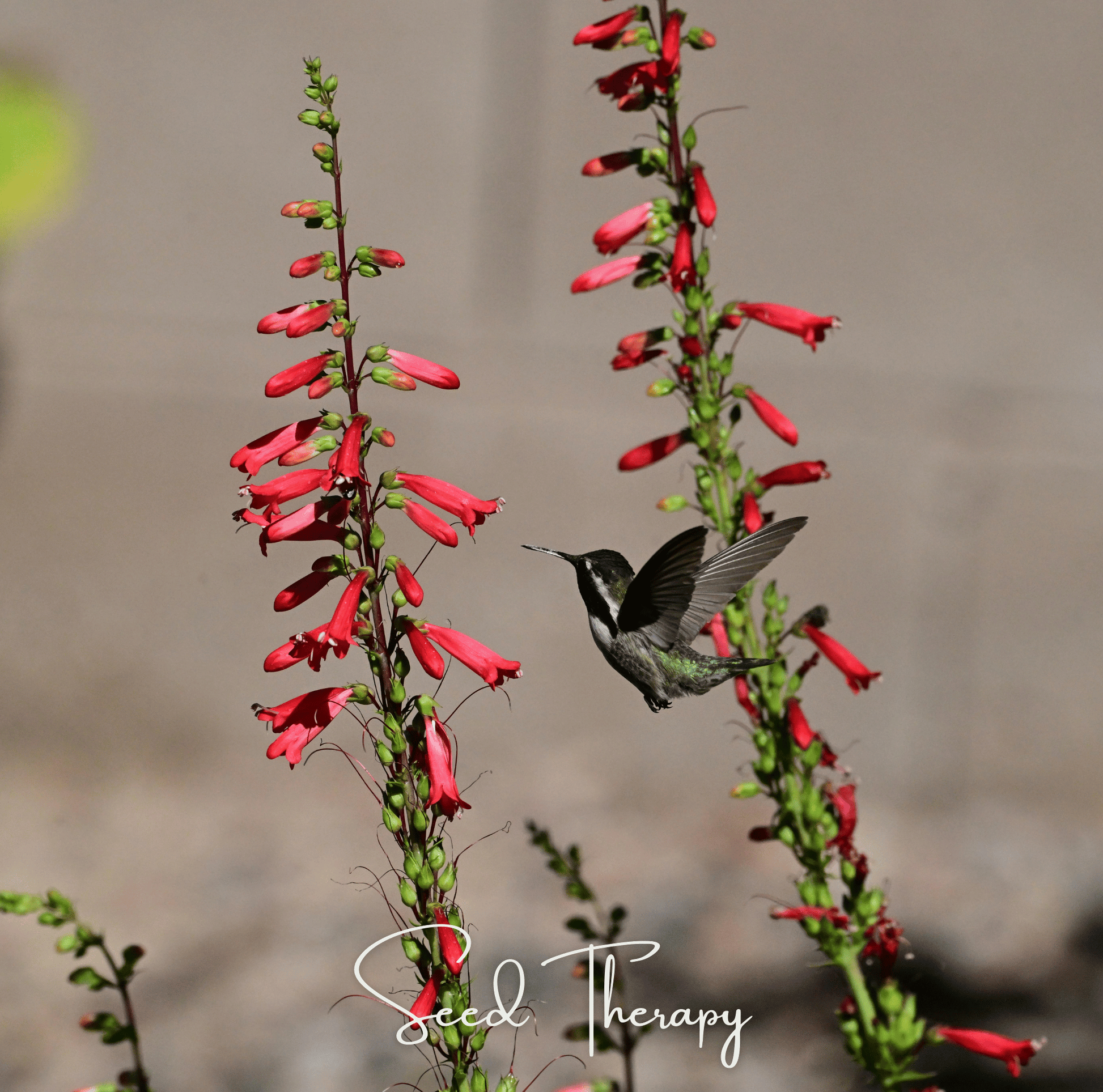 Firecracker Penstemon Seeds | Scarlet-Red Tubular Flowers | Native Perennial | Eaton's Beardtongue | Drought-Tolerant, Hummingbird Magnet