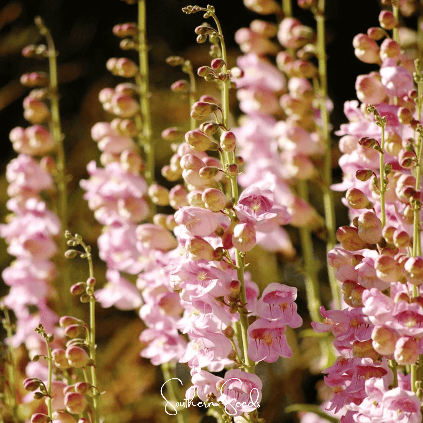 Palmer Penstemon Seeds - Pink Fragrant Snapdragon-Like Flowers, Drought Tolerant Perennial, Native Wildflower, Native Bee & Hummingbird Attractant