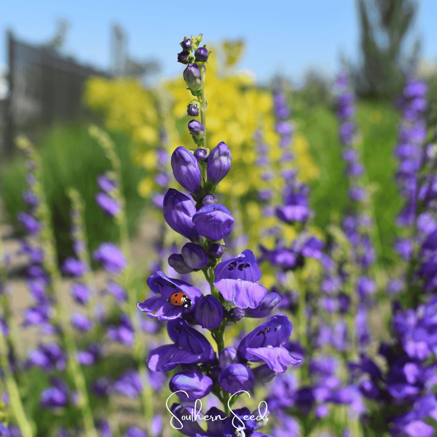 Rocky Mountain Penstemon Seeds – True Blue Wildflower, Perennial, Drought-Tolerant, Native Plant, Penstemon strictus, 100 Seeds