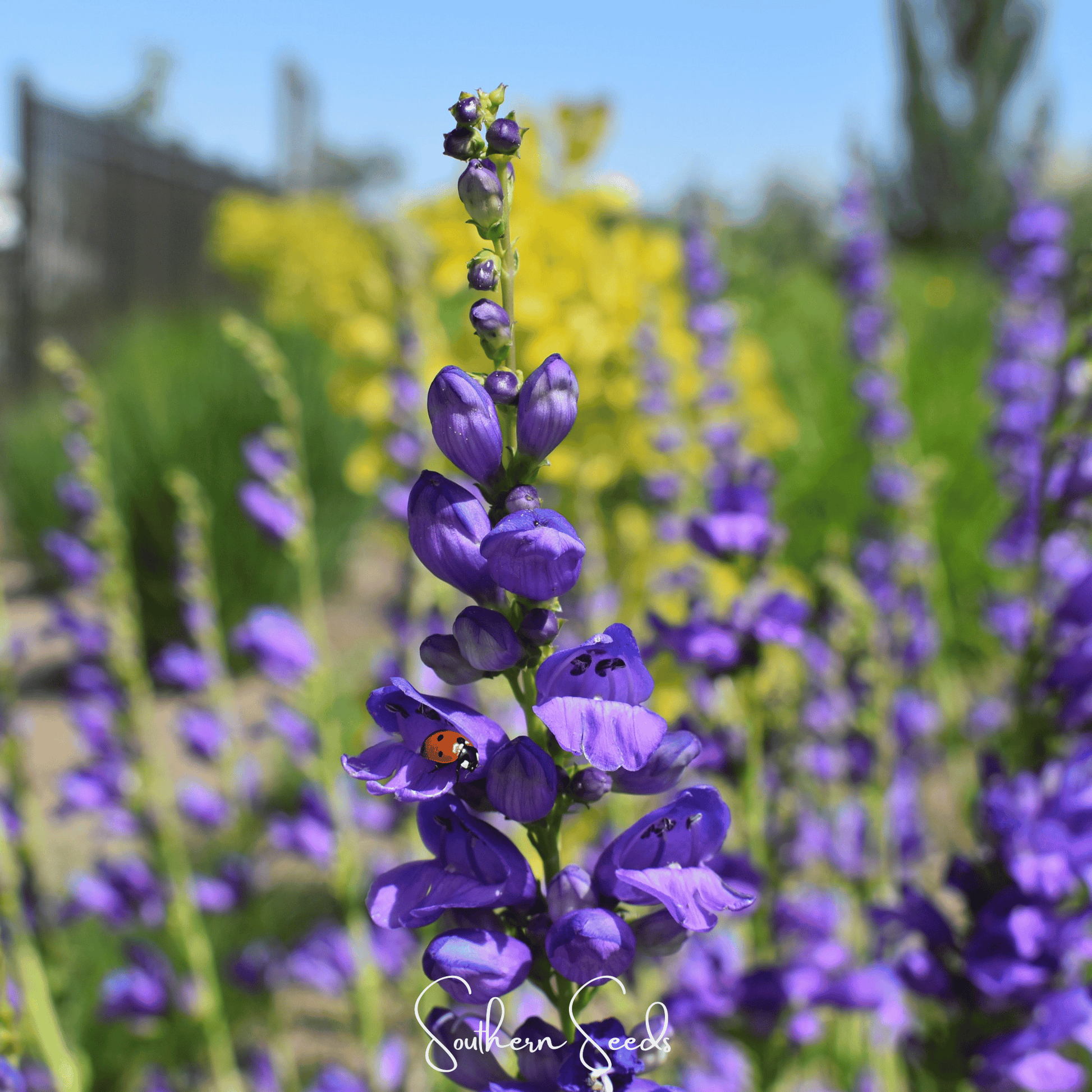 Rocky Mountain Penstemon Seeds – True Blue Wildflower, Perennial, Drought-Tolerant, Native Plant, Penstemon strictus, 100 Seeds