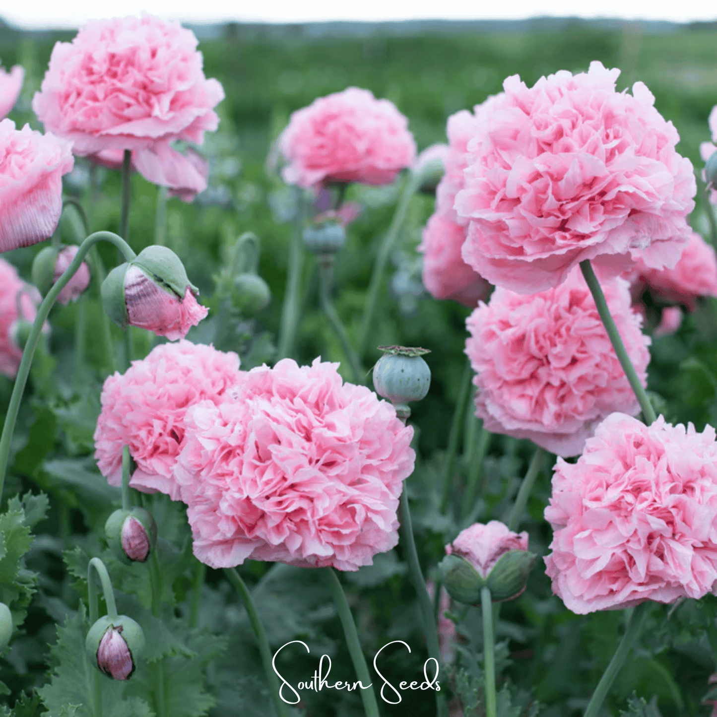 Pale Rose Peony Poppy Seeds – Heirloom, Double Blooms, Dried Seed Pods, Papaver somniferum, 100 Seeds