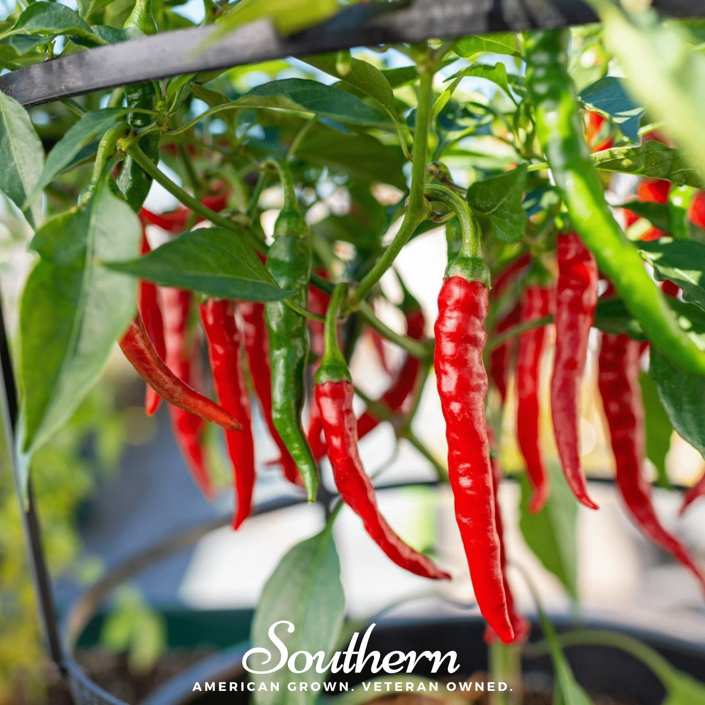 Long Slim Cayenne Pepper Seeds – Heirloom Non-GMO Capsicum annuum for Hot Sauce & Dried Flakes