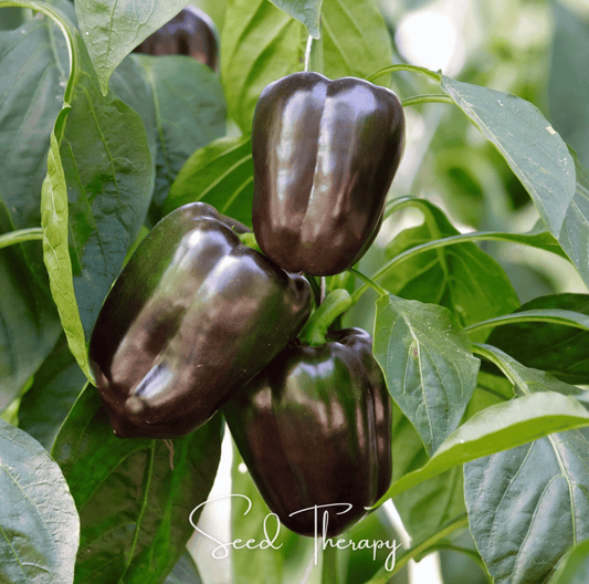 Chocolate Beauty Bell Pepper Seeds – Heirloom, Non-GMO, Sweet, 30 Seeds, Capsicum annuum