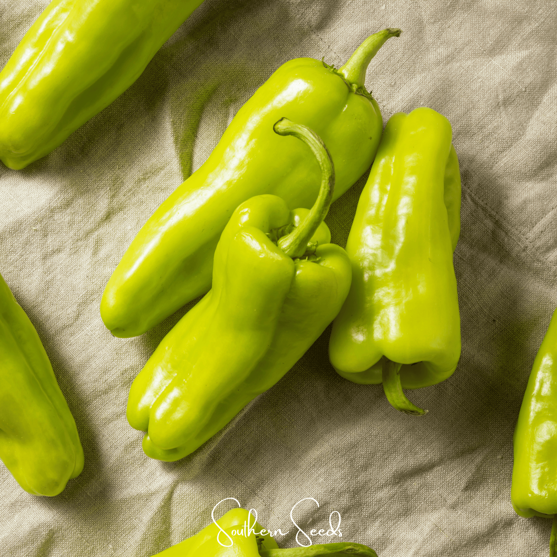 Cubanelle Sweet Pepper Seeds – Heirloom Capsicum annuum for Frying, Roasting & Stuffing, 25 Seeds
