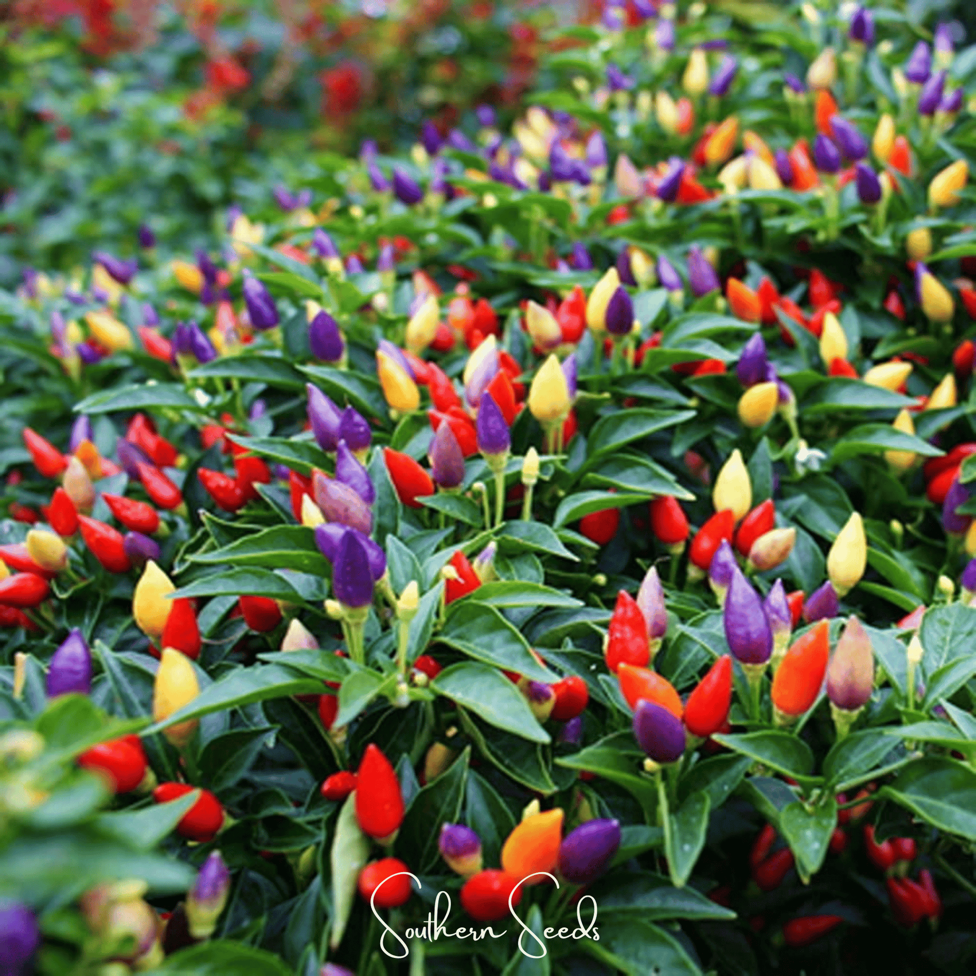 Ornamental Pepper Seeds Mix – 30 Heirloom Capsicum annuum for Colorful Garden Borders & Containers
