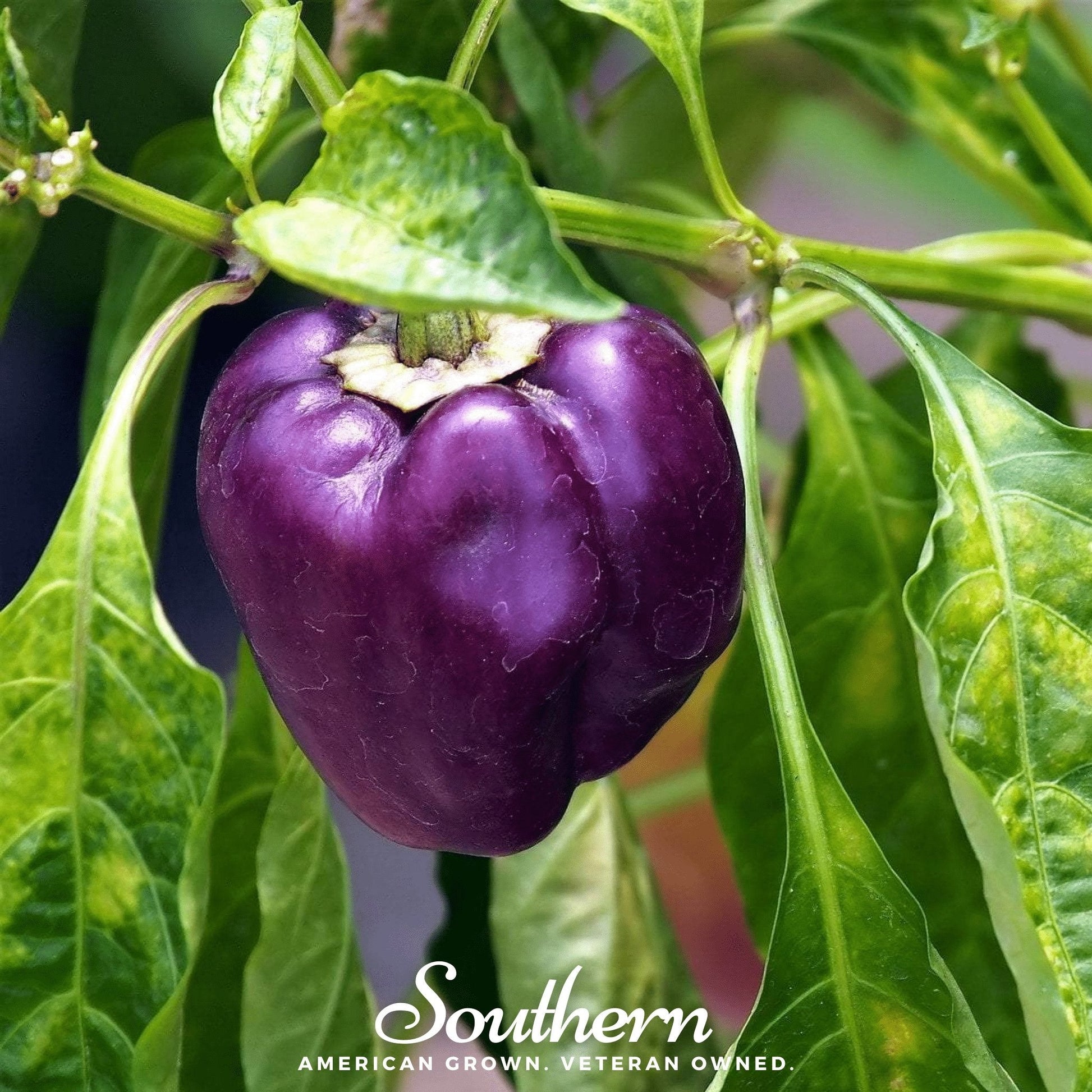 Purple Beauty Sweet Bell Pepper Seeds – Heirloom, Non-GMO, Deep Purple, 30 Seeds, Capsicum annuum