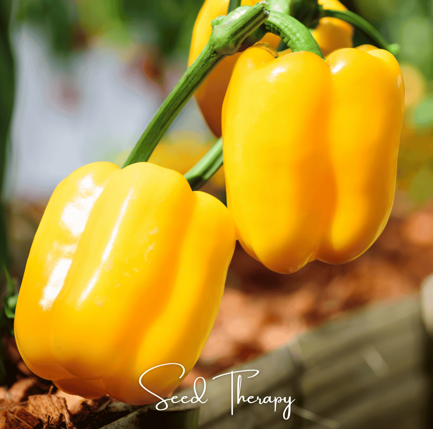 Sunbright Sweet Bell Pepper Seeds – Heirloom, Open Pollinated, Non-GMO, 30 Seeds, Bright Golden-Yellow, Capsicum annuum