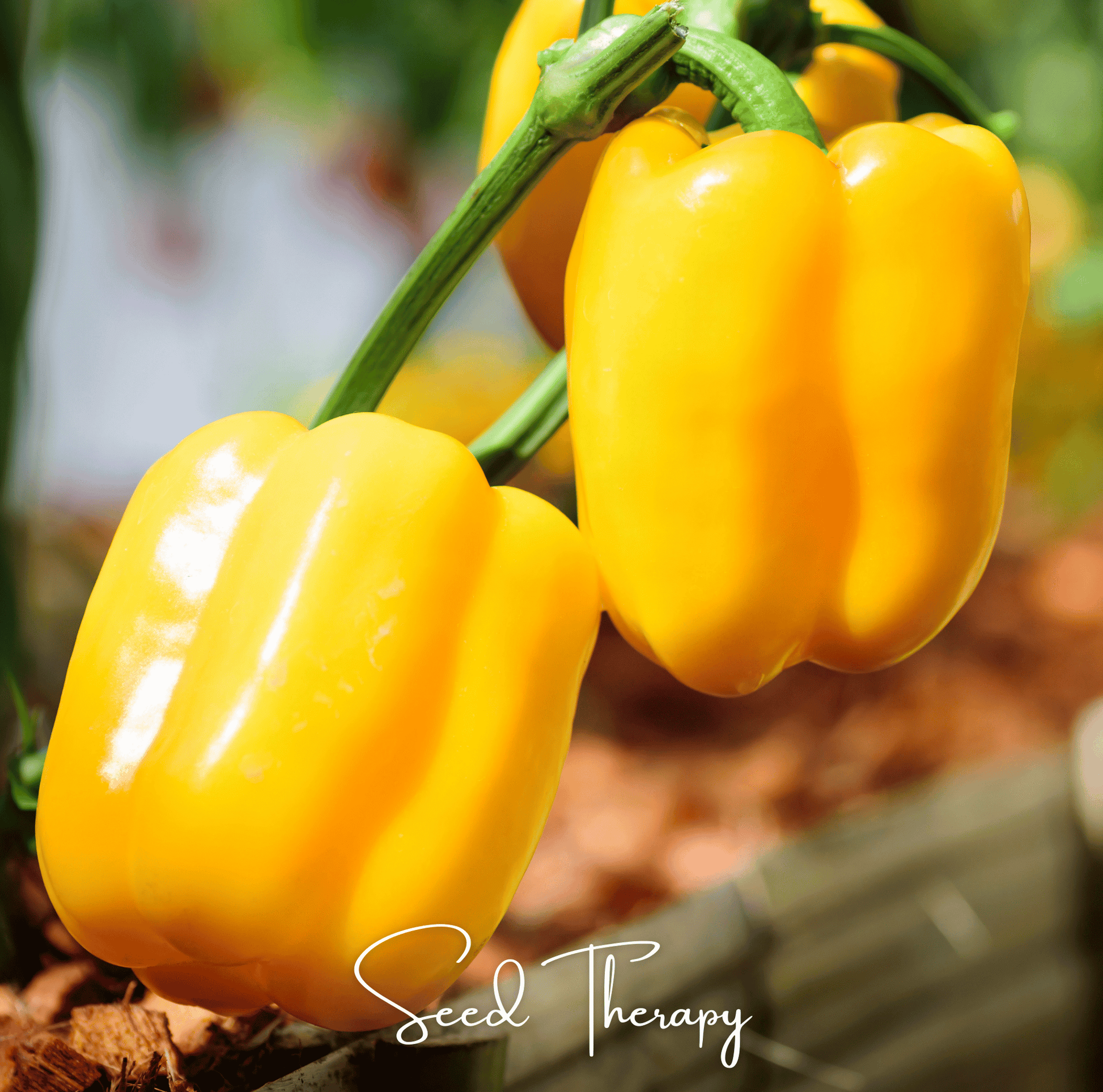 Sunbright Sweet Bell Pepper Seeds – Heirloom, Open Pollinated, Non-GMO, 30 Seeds, Bright Golden-Yellow, Capsicum annuum