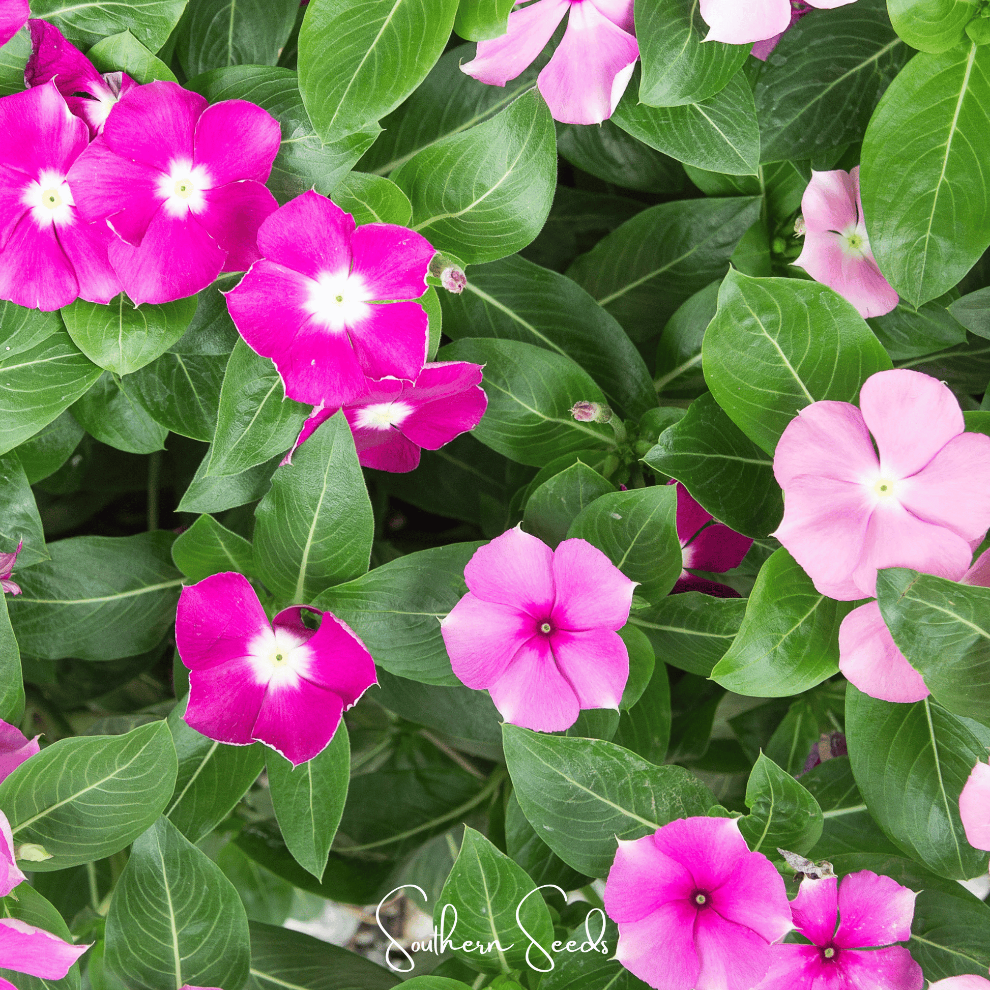 Periwinkle Mix Seeds, Vinca Groundcover, Heat & Drought Tolerant, Pink White Rose Flowers, Heirloom Catharanthus roseus
