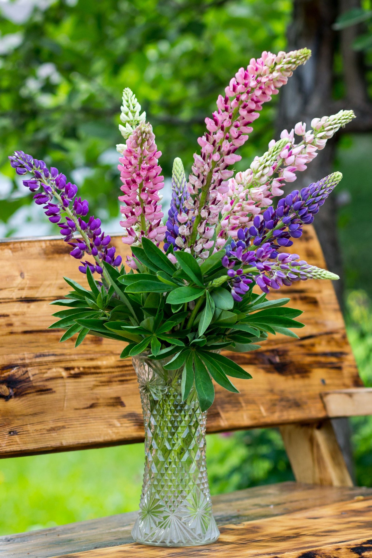 Lupine Gallery Mini Extra Mix 4 Live Perennial Plugs – Compact Lupinus Hybrid Starter Plants