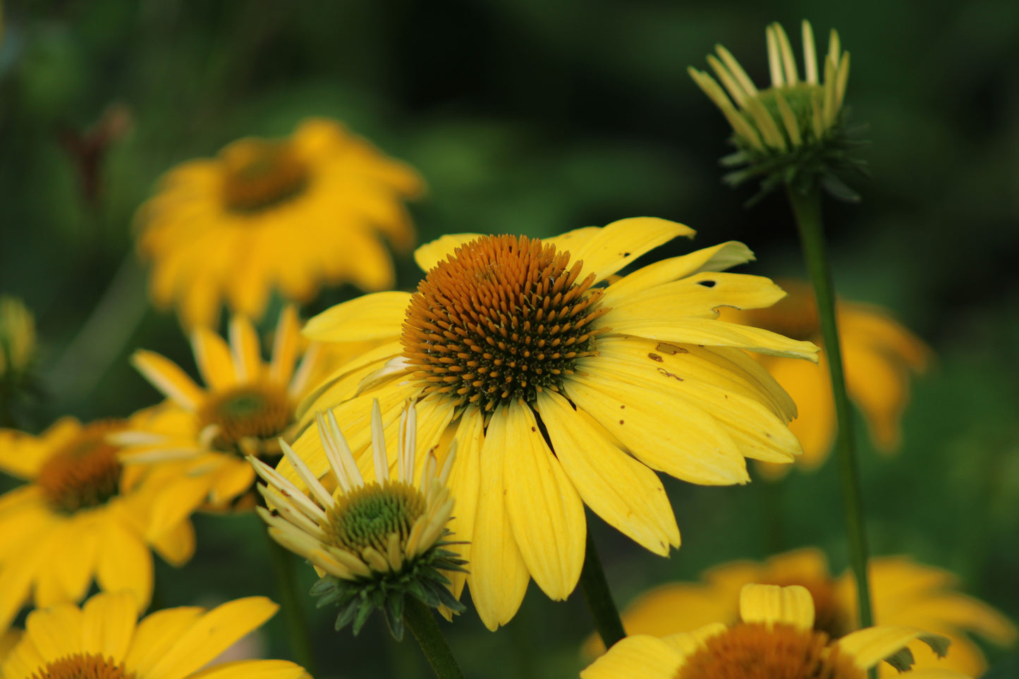 Canary Feathers Coneflower Live Plants – 3 Rooted Starters in 1 Qt Pots, Yellow Echinacea Perennial Flowers