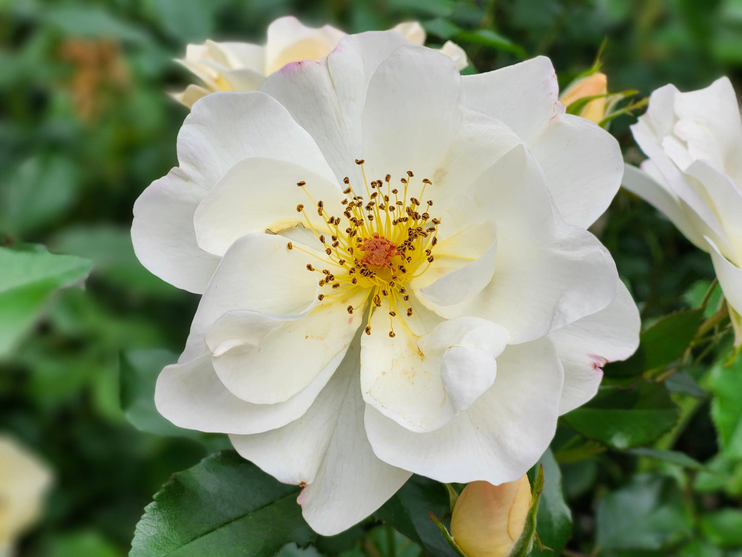 Popcorn Drift® Groundcover Rose Live Plant 1 Quart - Compact Spreading Drift Rose Shrub