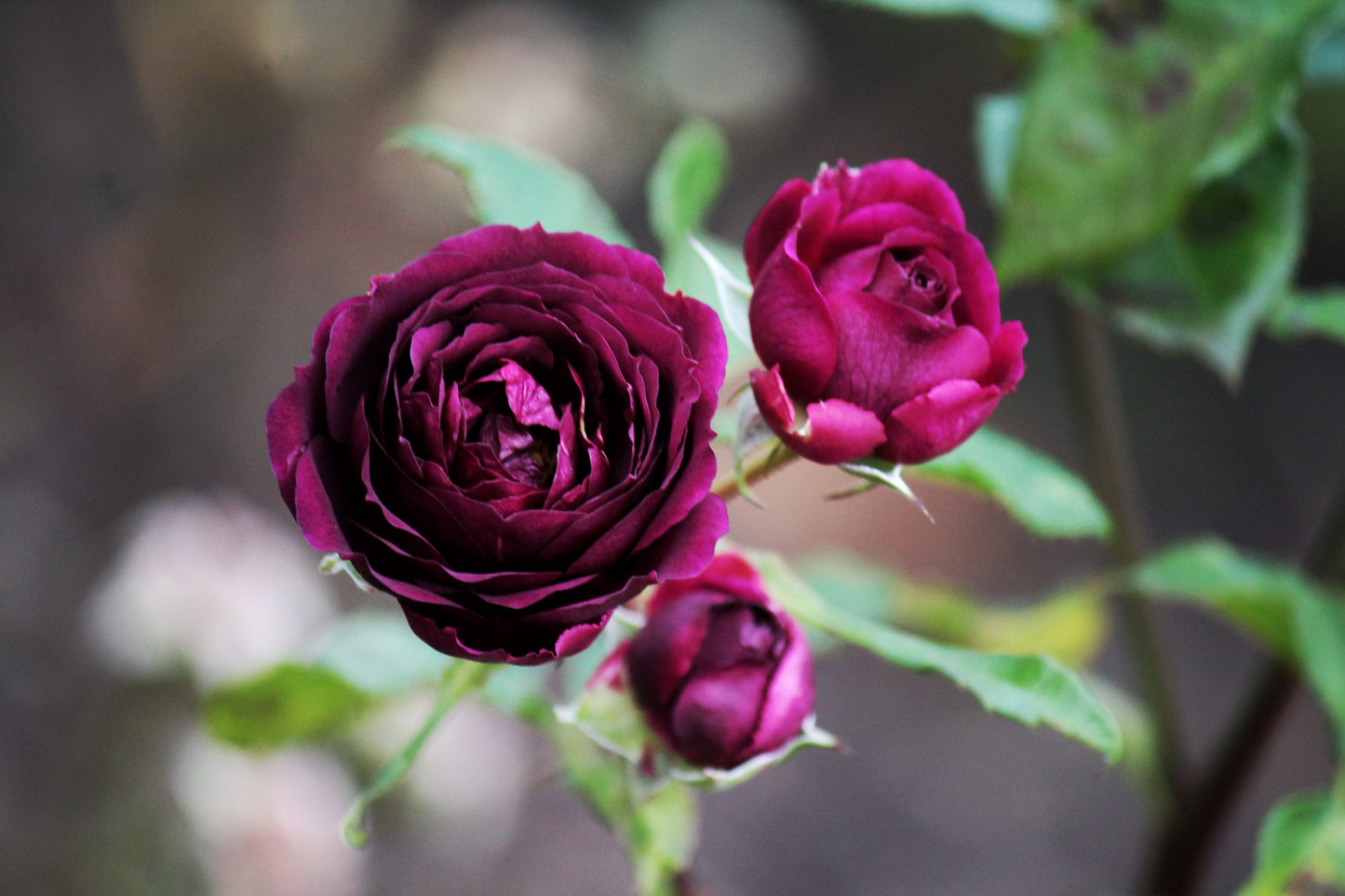 Burgundy Iceberg Rose 3 Unrooted Cuttings 6 Inches Floribunda Rose Plant Cuttings
