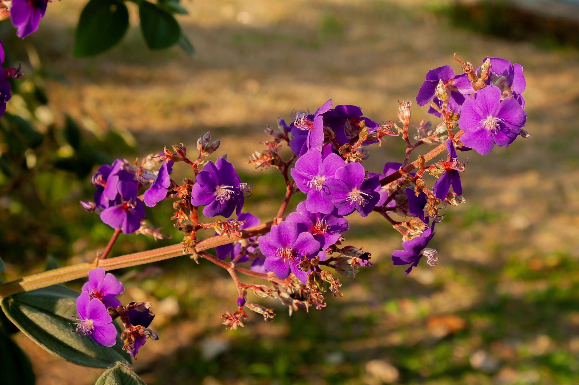 Tibouchina Athens Live Plant 5-6 Inches Tall - Tropical Flowering Shrub