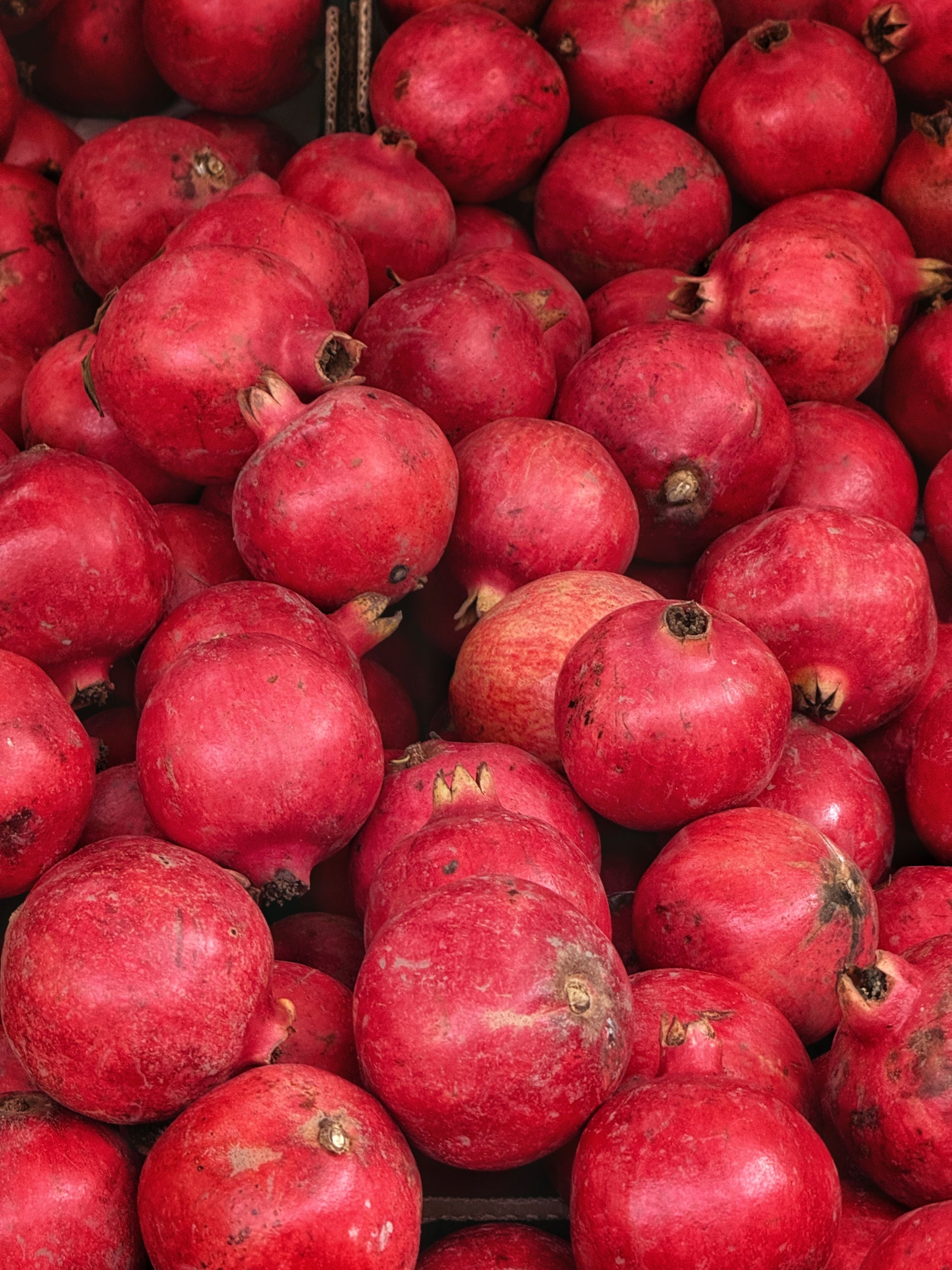 Pomegranate Starter Trees - 8-12 Inches - Wonderful Variety - Punica granatum - Well-Rooted Live Plants