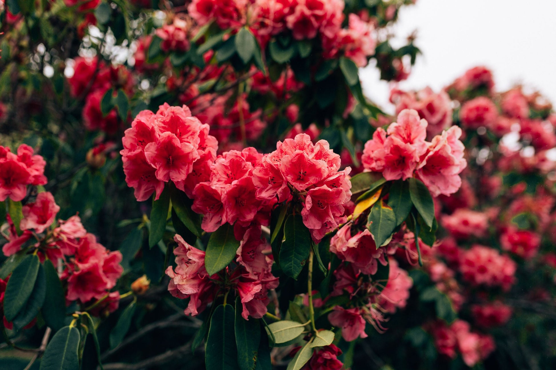 Nova Zembla Rhododendron Live Starter Plant - Red Flower Evergreen Shrub