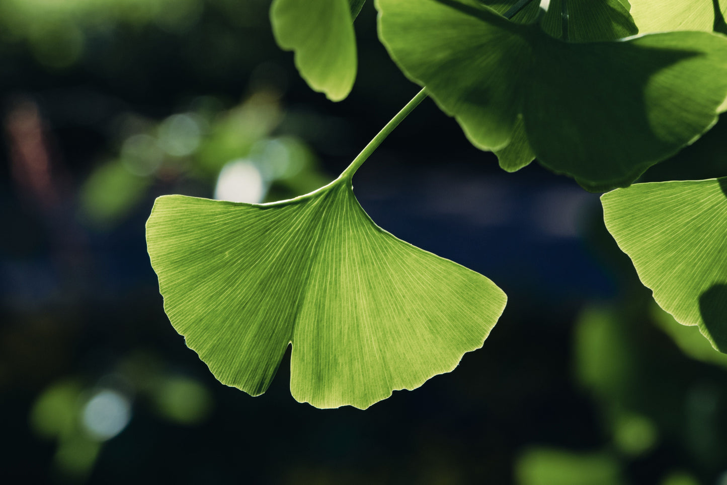 Ginkgo Biloba Bare Root Starter Tree 12-24 Inches Tall | Live Deciduous Tree