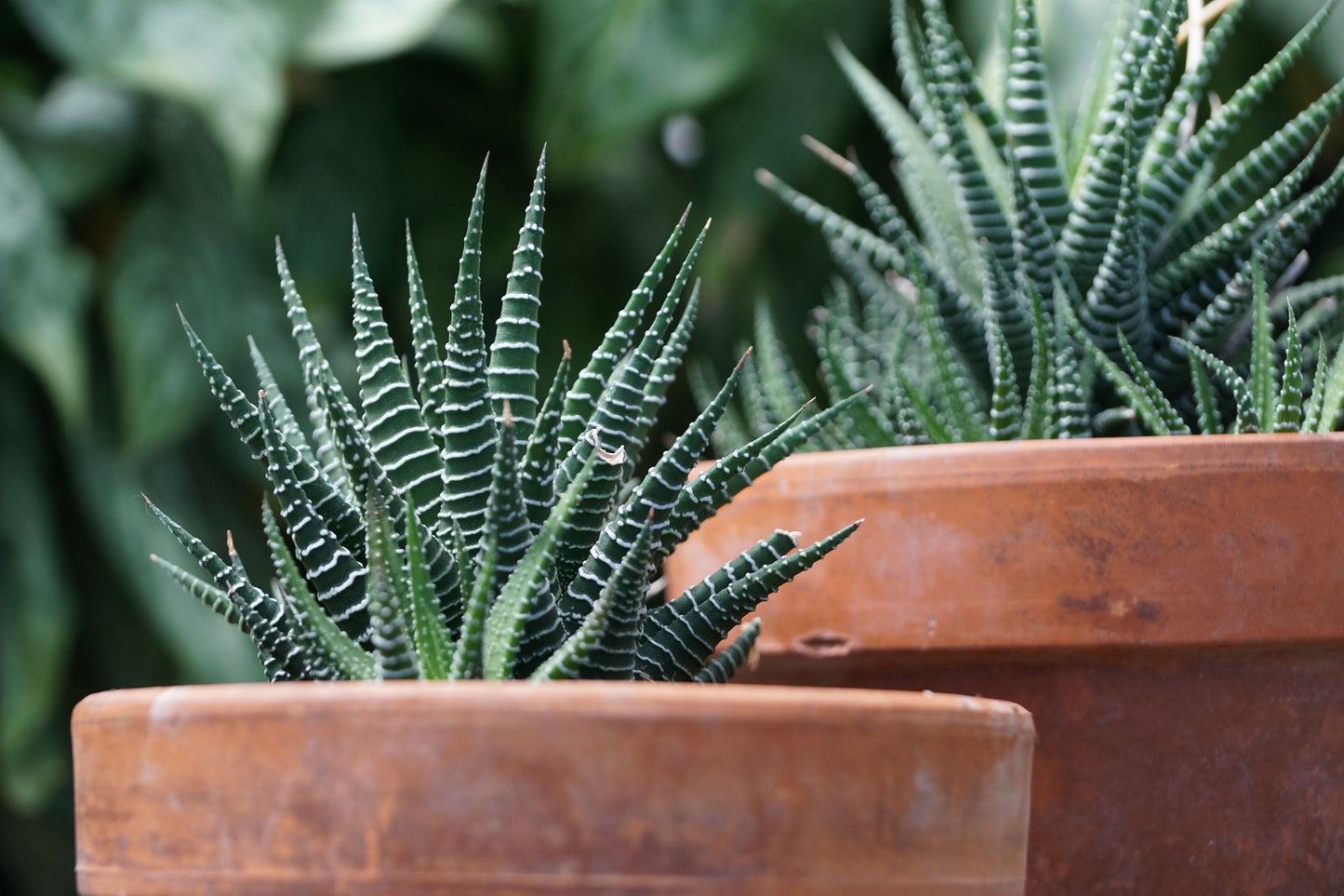 Zebra Plant Succulent Live Indoor Plant – Haworthiopsis fasciata