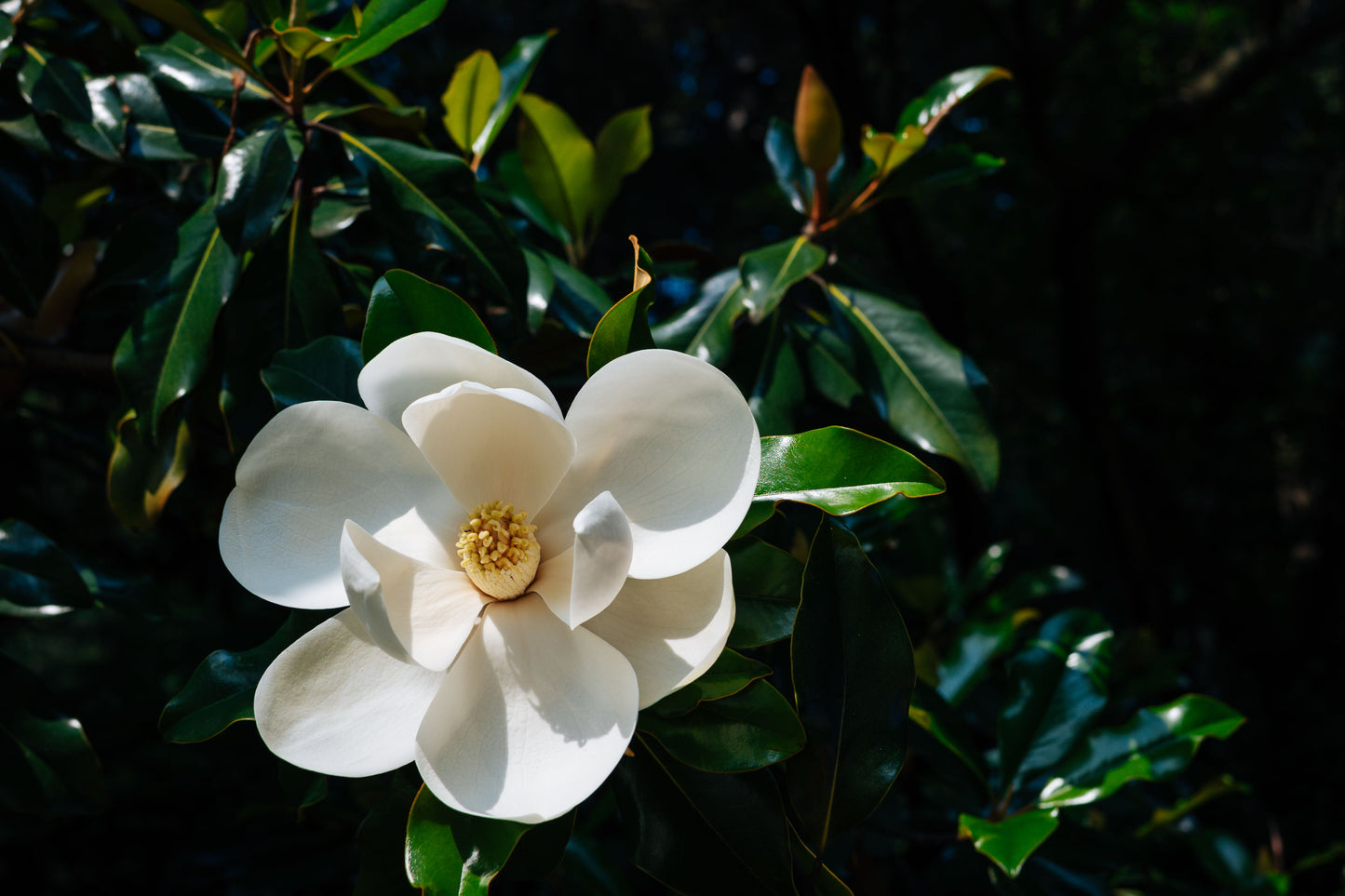 Southern Magnolia Live Plant in 2-Inch Pot – Magnolia grandiflora Evergreen Tree