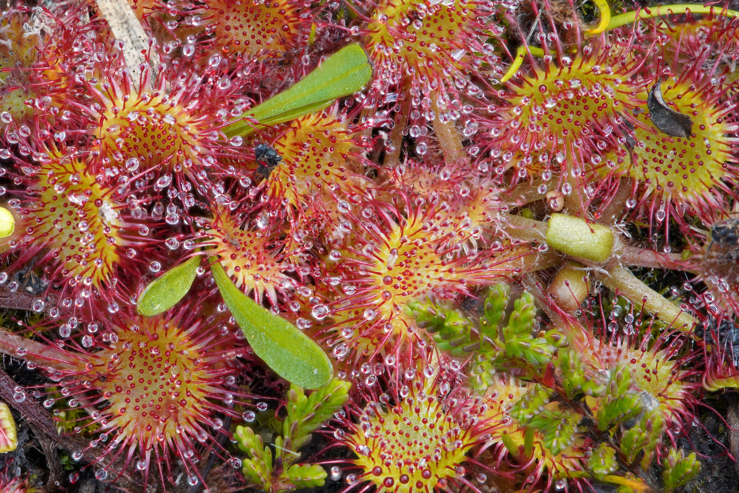 Big Pink Sundew Live Carnivorous Plant Bare Root – Drosera capensis