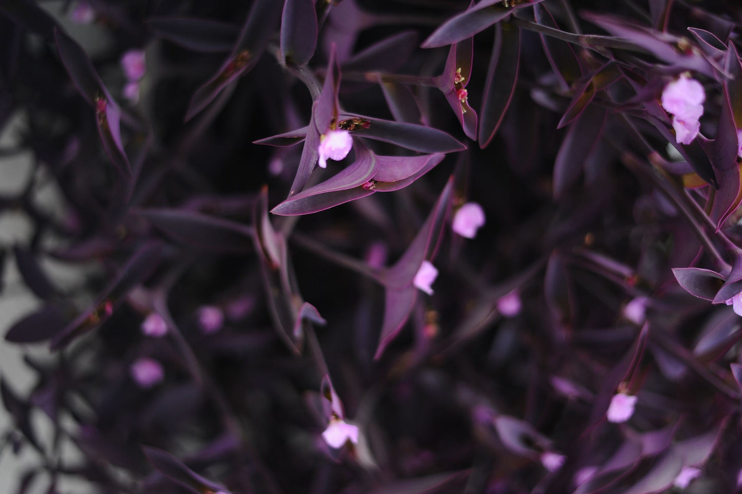 Tradescantia Pallida 'Pale Puma' Live Bare Root Plant – Purple Fuzzy Leaf Starter