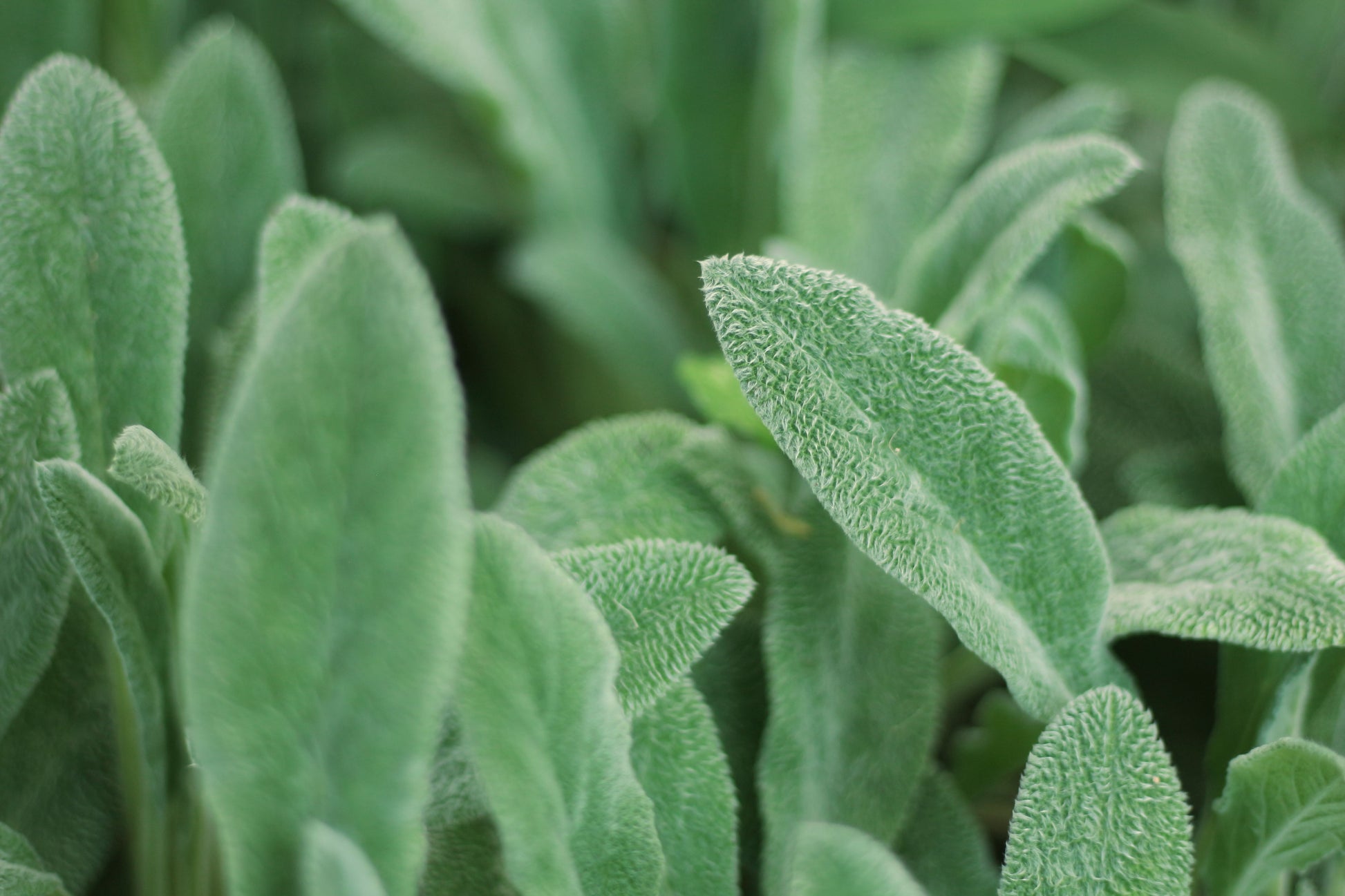 Lamb's Ear Live Plant - Stachys byzantina Perennial with Soft Felt-Like Leaves
