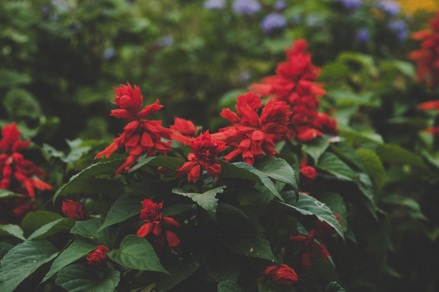 Red Salvia Greggii Live Plant - 1 Gallon Autumn Sage Perennial Shrub with Red Blooms