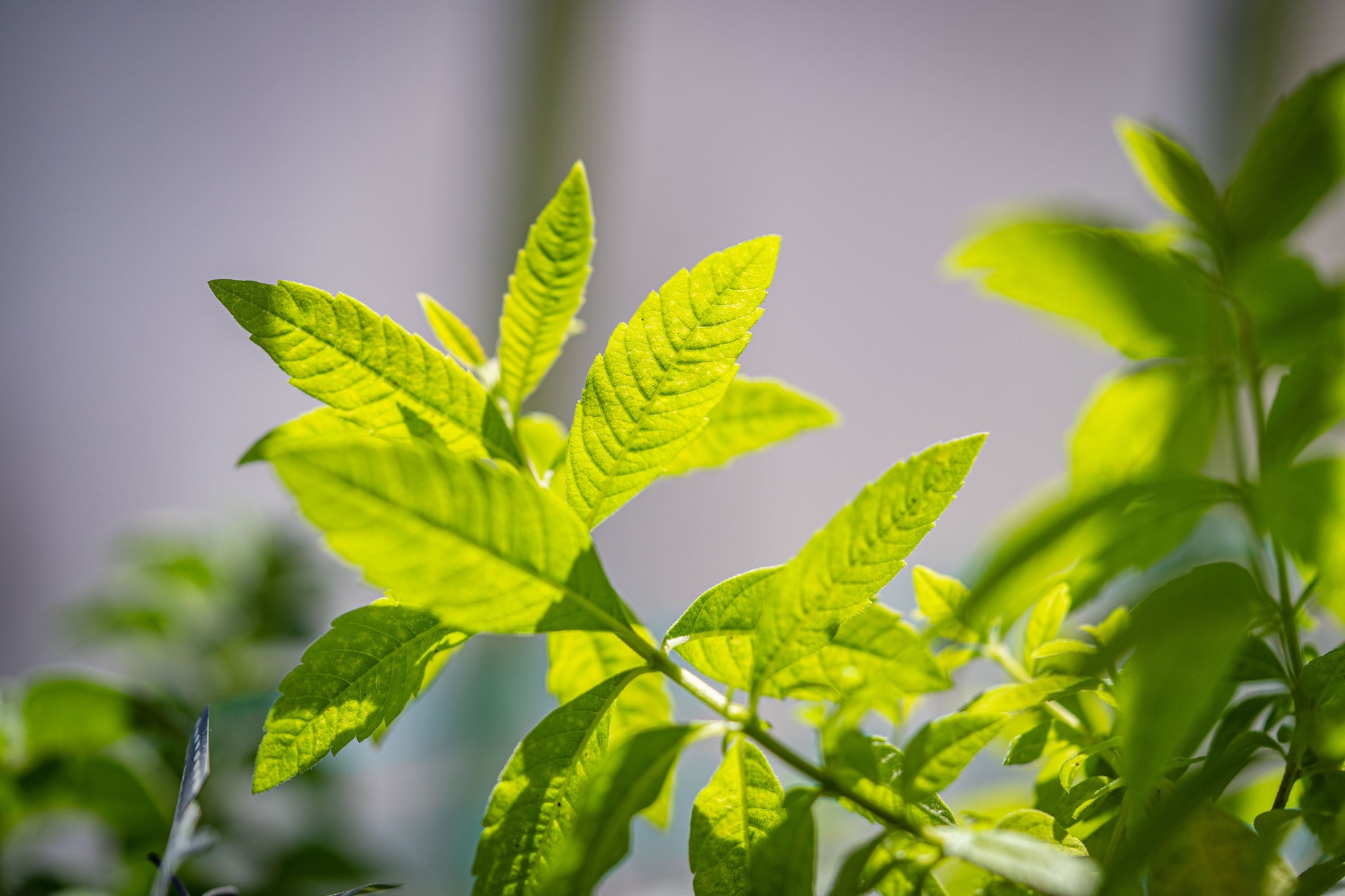 Lemon Verbena Live Starter Plant Plug – Aloysia citrodora Well-Rooted 1.23 Inch Plug