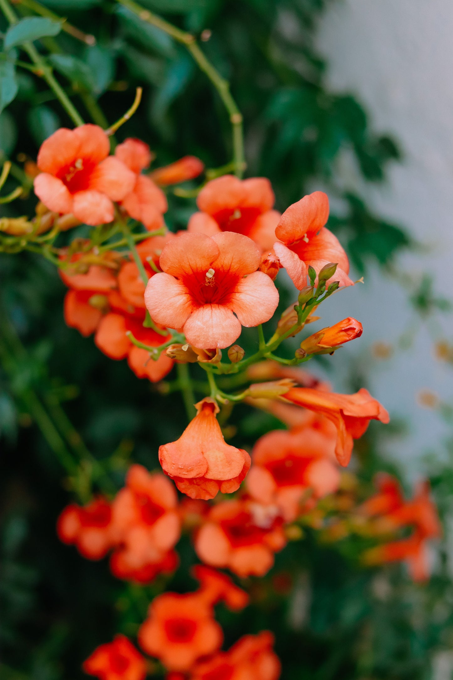 Orange Trumpet Vine Live Plant - 4 Inch Starter Pot Flowering Climbing Vine for Trellis & Garden