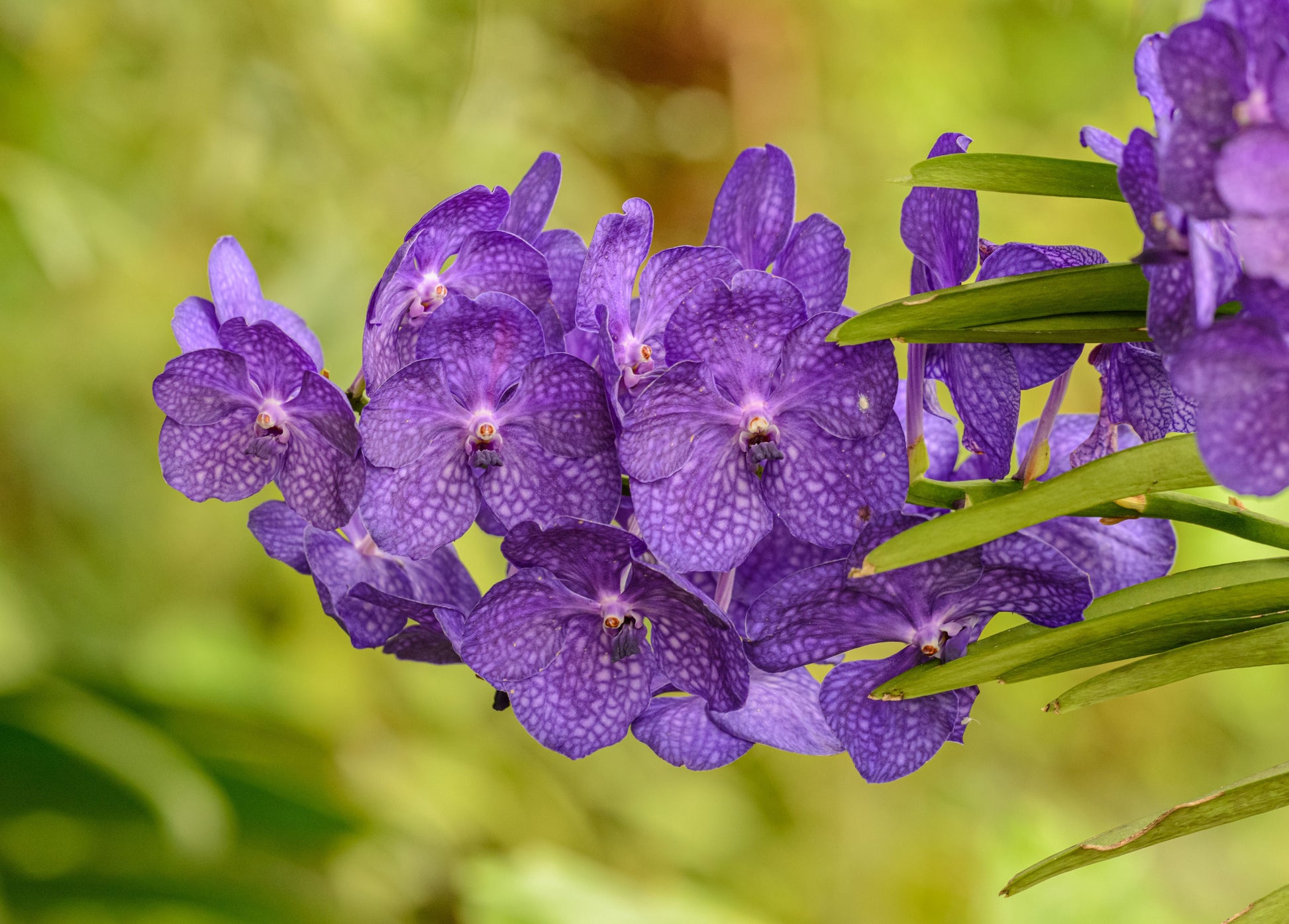 Vanda 'Somsri Glory Blue' Orchid Live Plant in 3 Inch Pot - Young Tropical Hybrid Orchid
