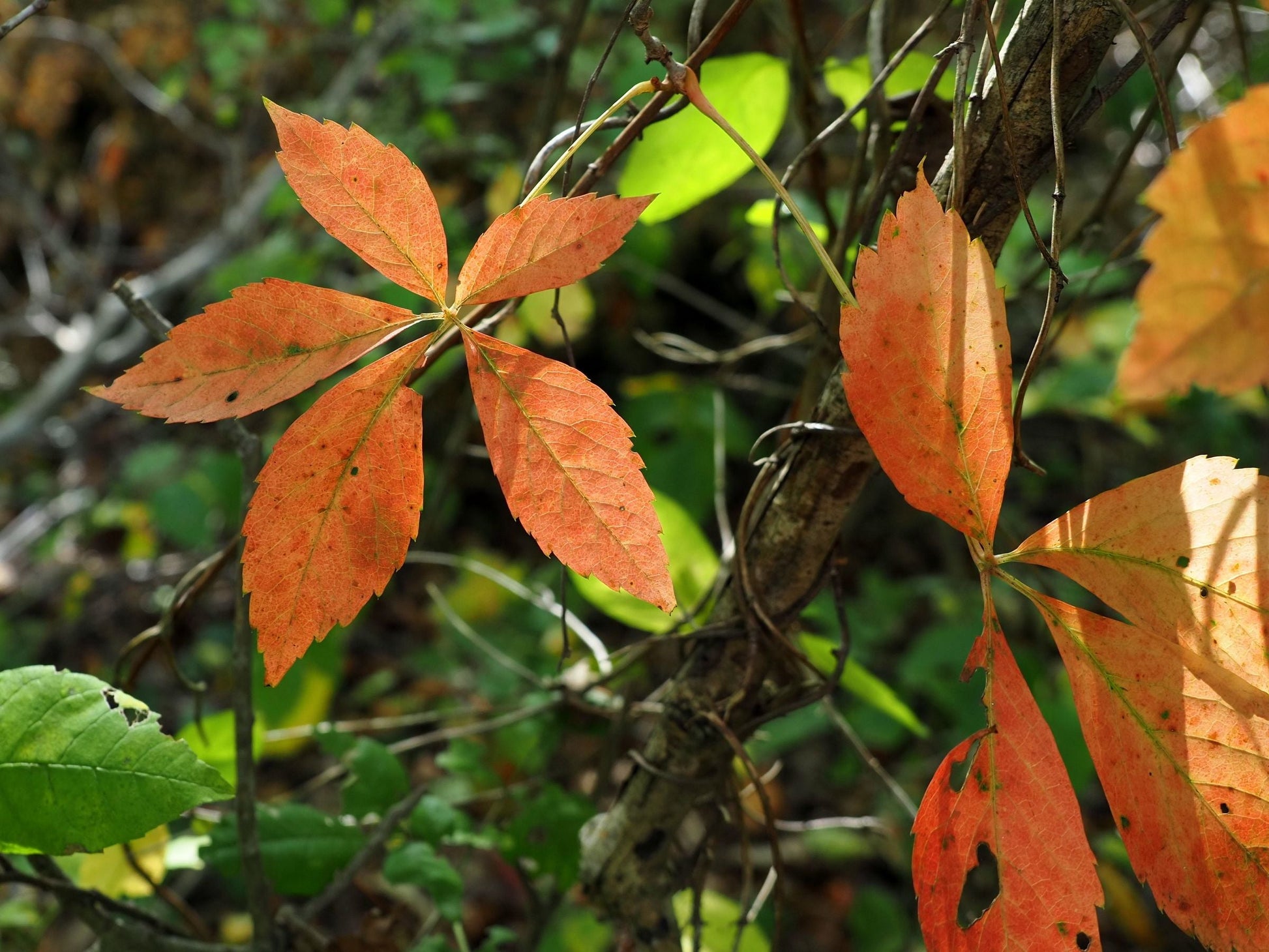 10 Virginia Creeper Bare Roots for Transplanting – Parthenocissus quinquefolia Native Climbing Vine