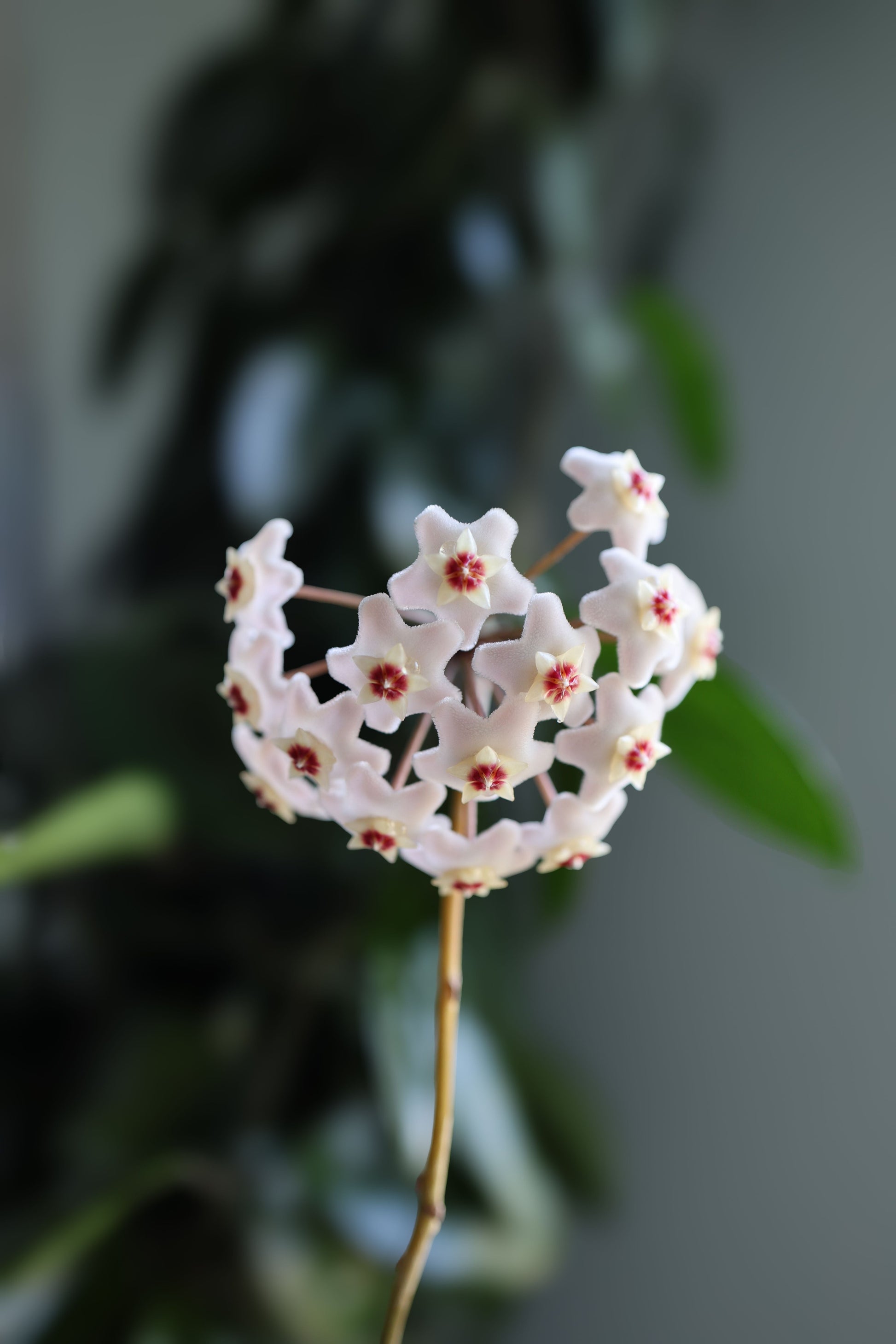 Hoya Nummularioides Live Wax Flower Plant in 4 Inch Pot – Fragrant Tropical Houseplant